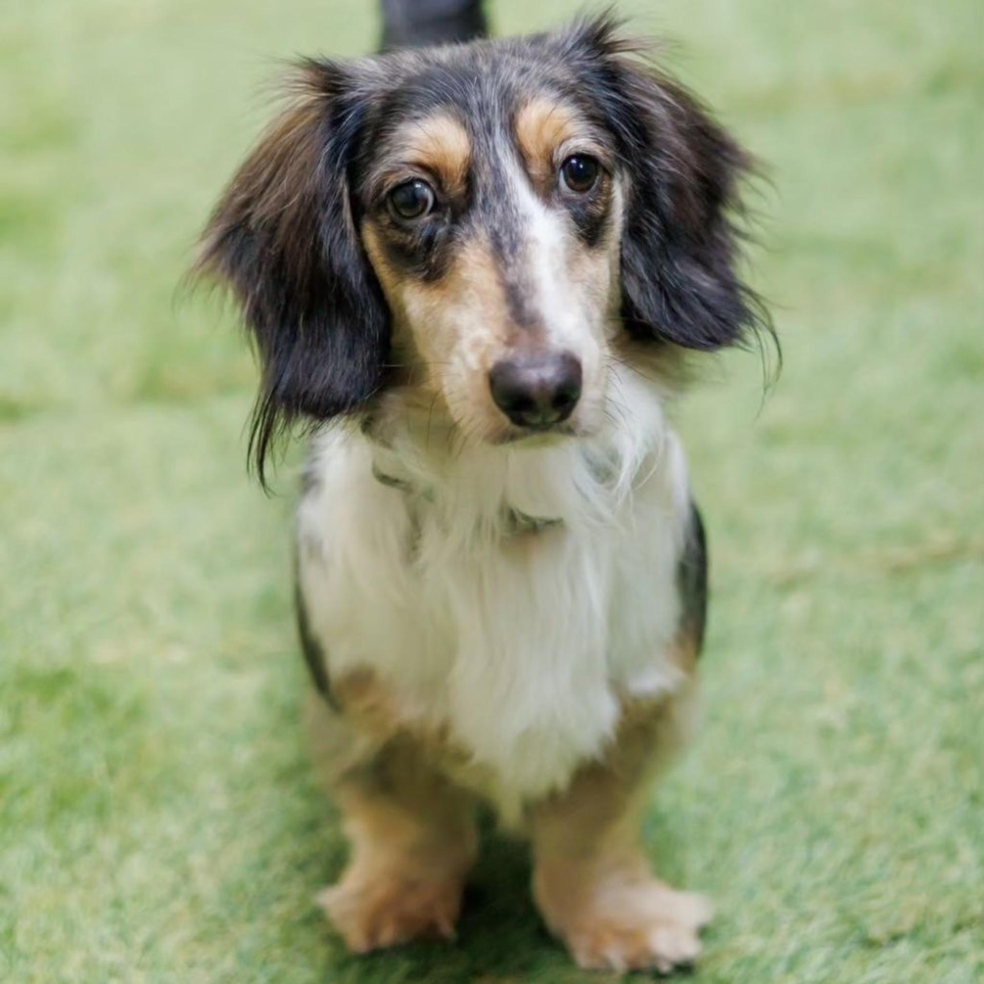 pet-image-4