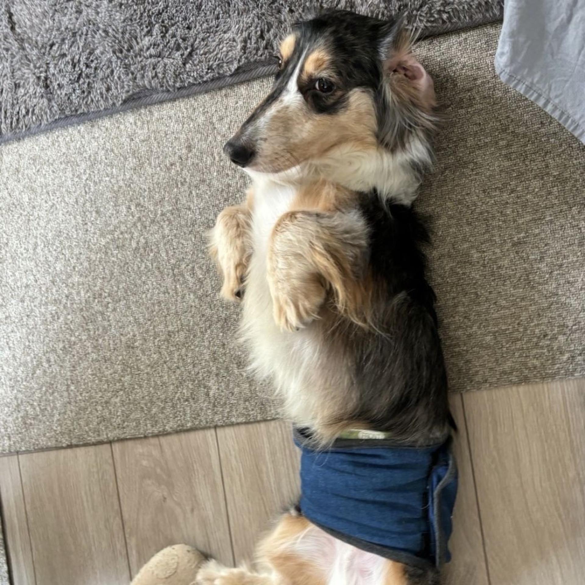 pet-image-7