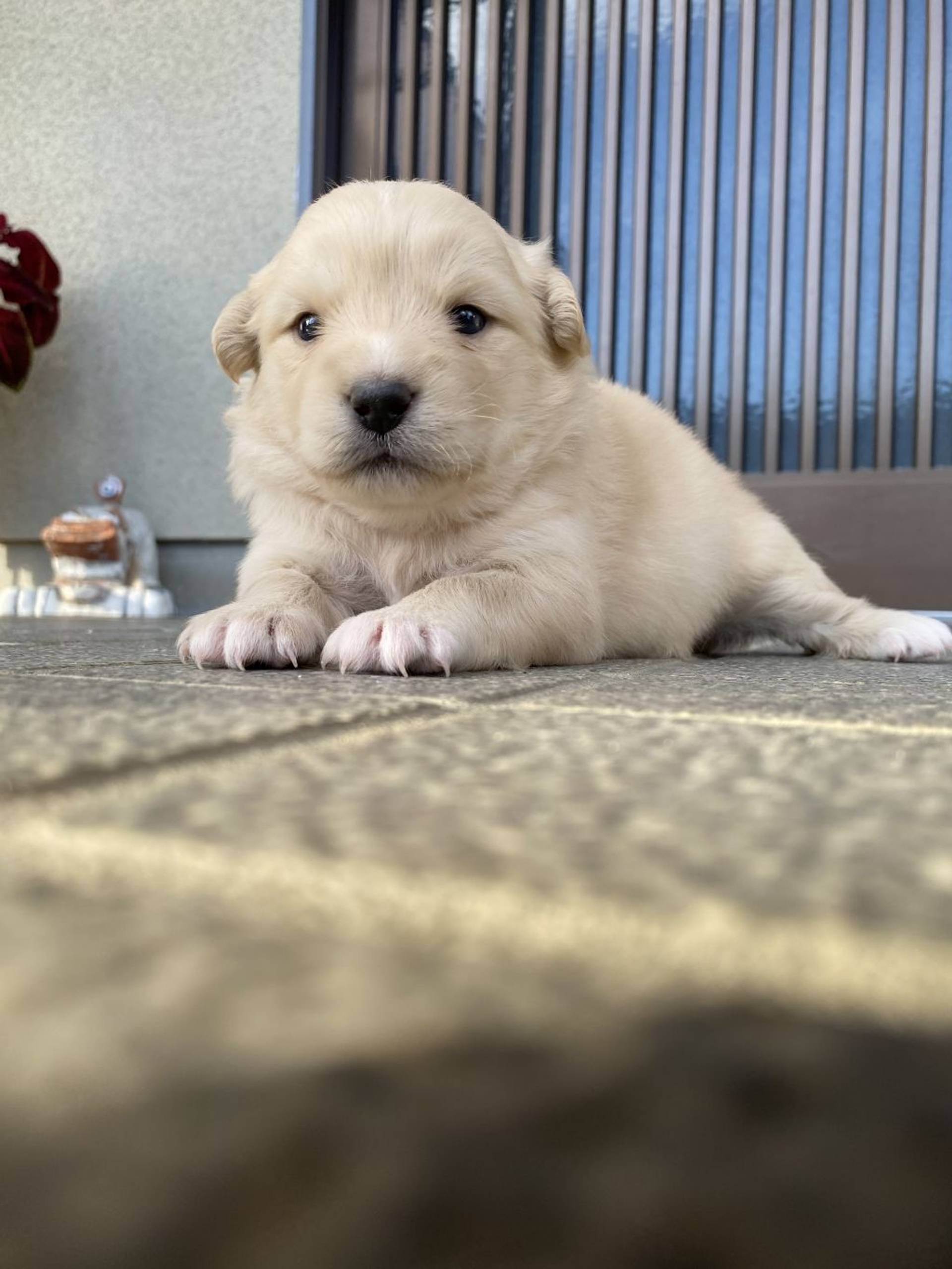 雑種（ミックス犬）・メスの里親募集の写真