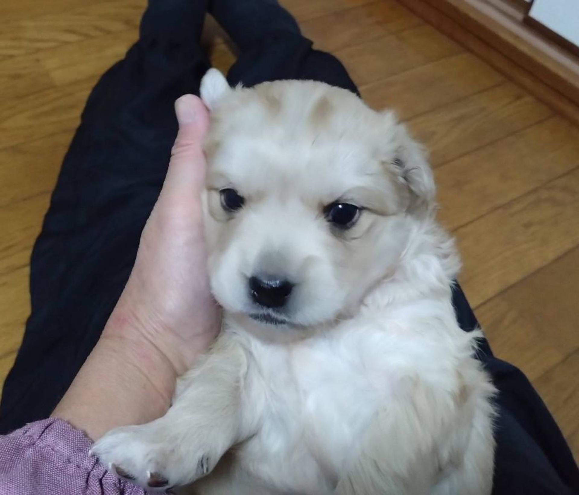 pet-image-4