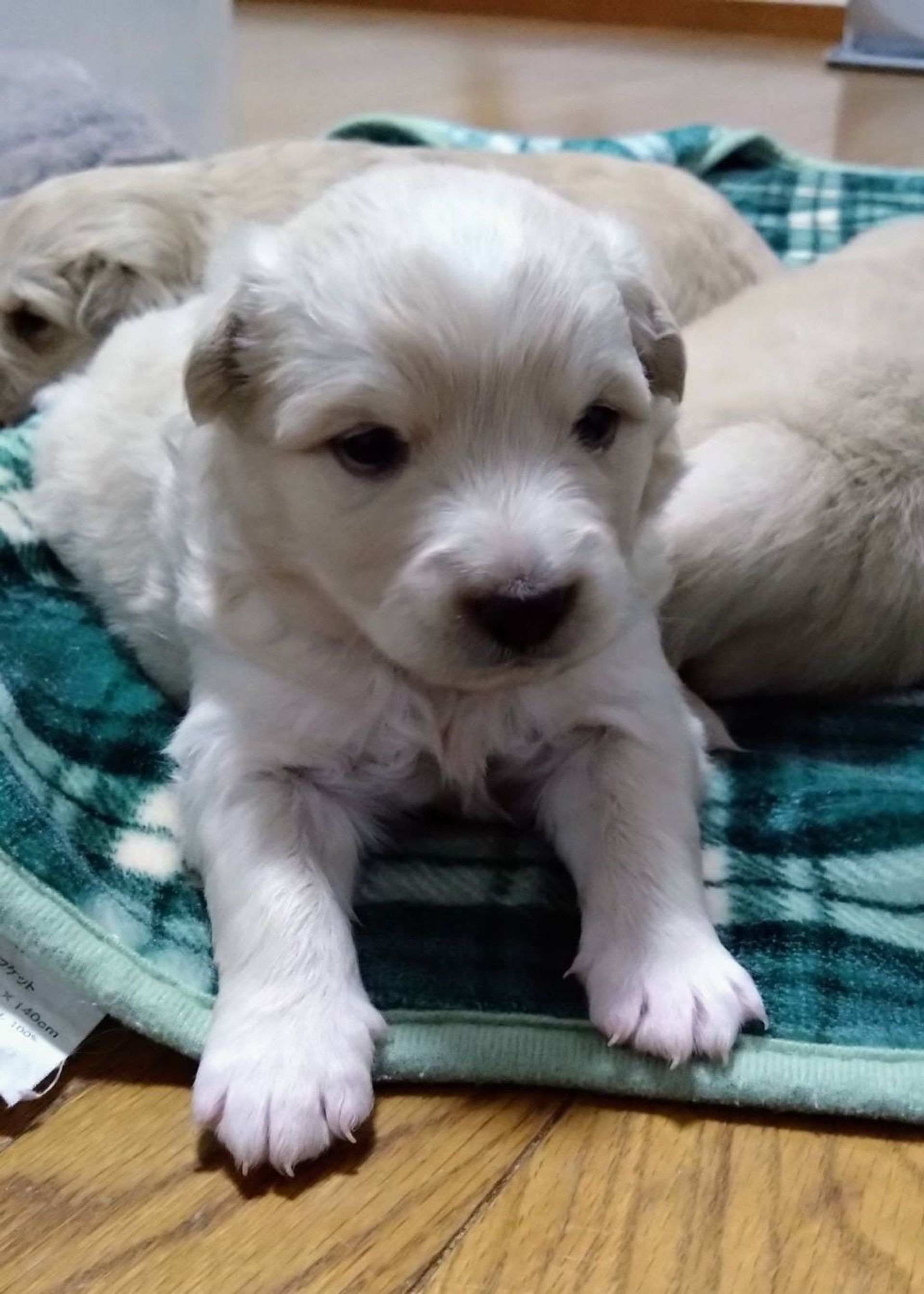 雑種（ミックス犬）・オスの里親募集の写真