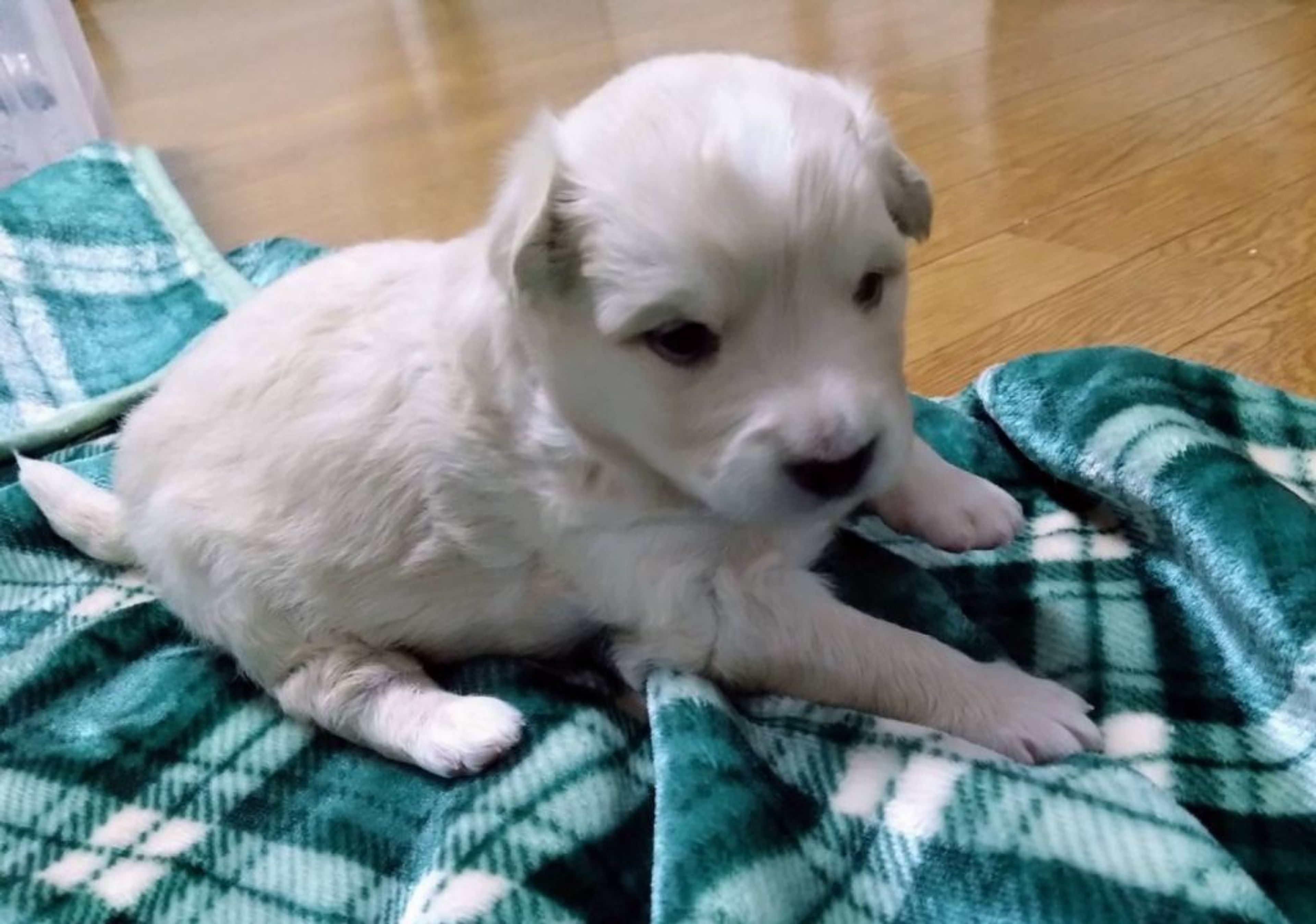 pet-image-3