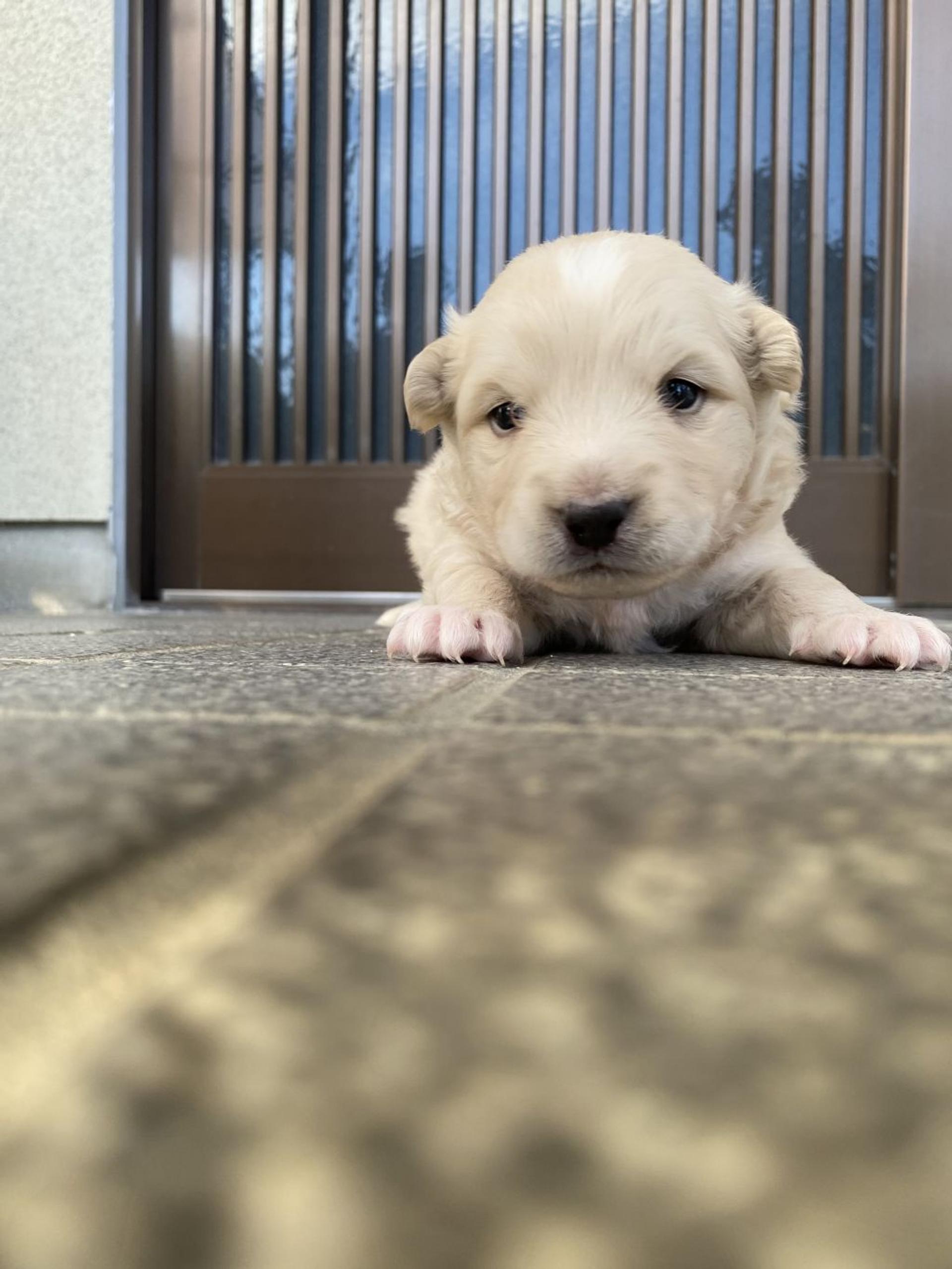 pet-image-5