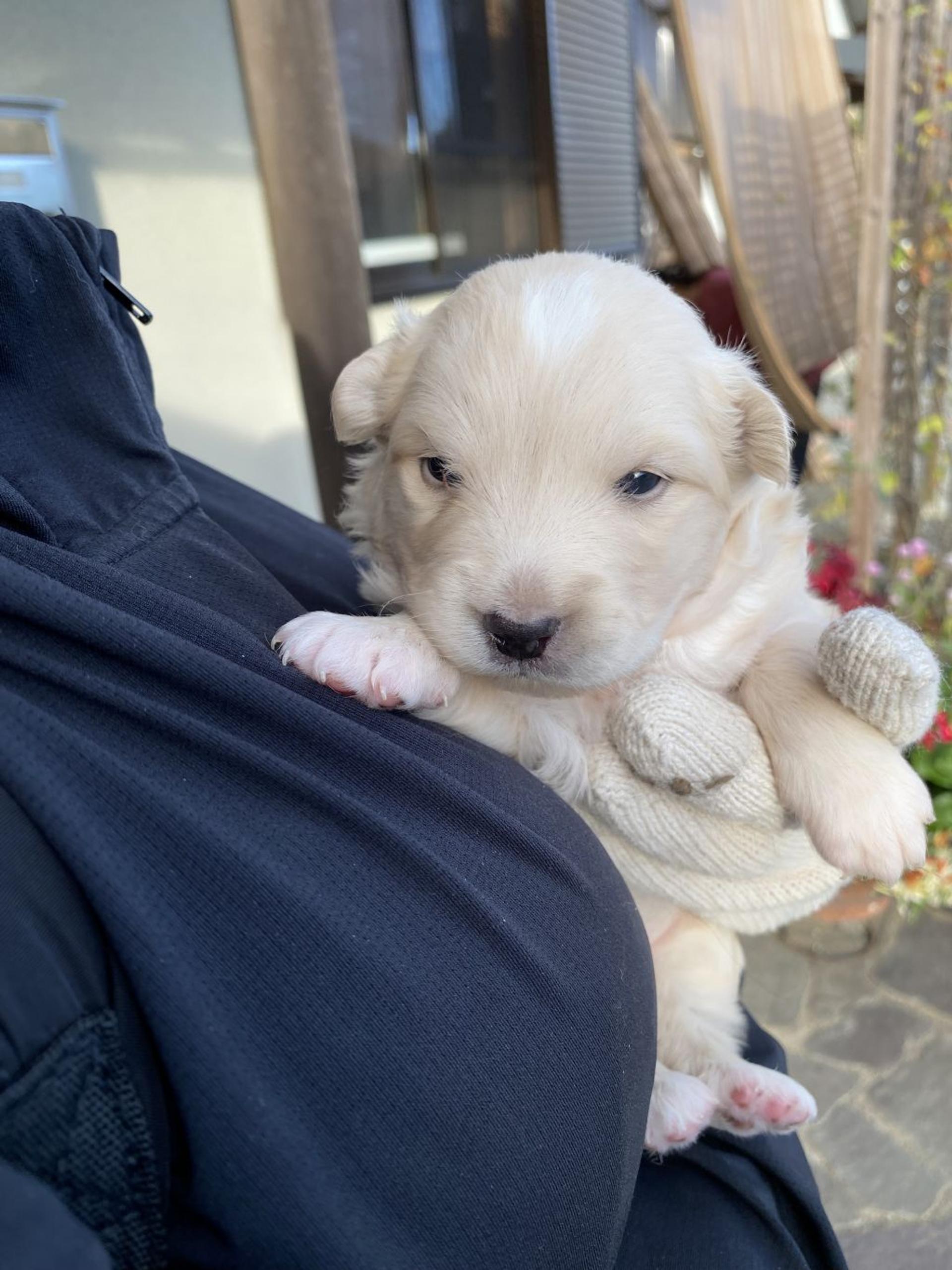 pet-image-6