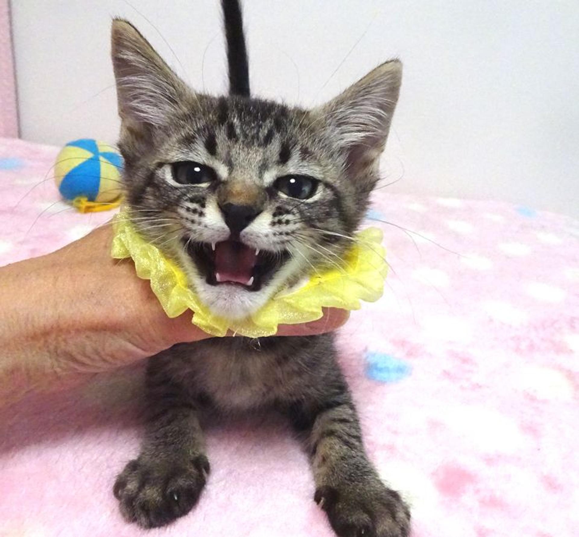 pet-image-3