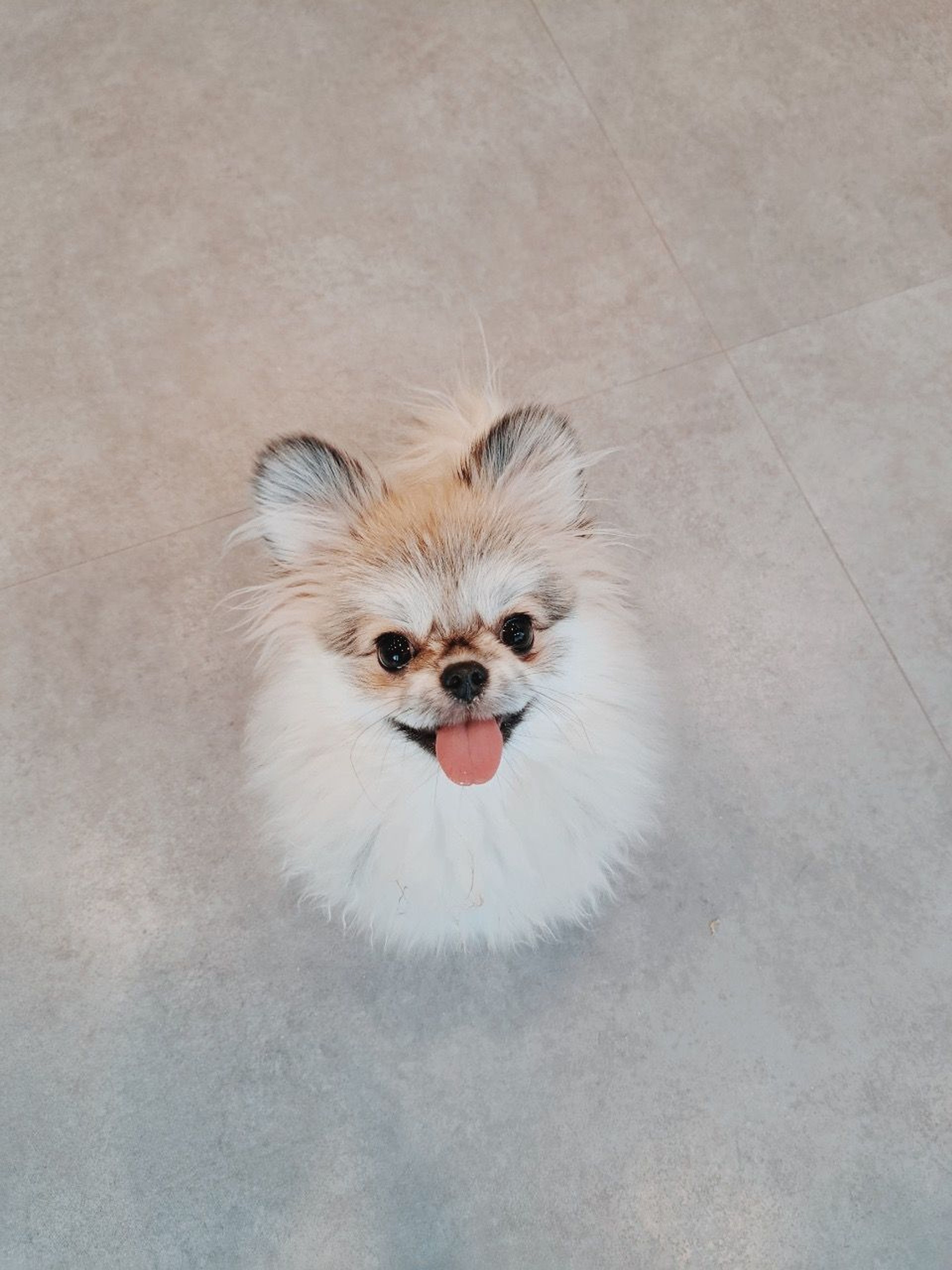 雑種（ミックス犬）・メスの里親募集の写真