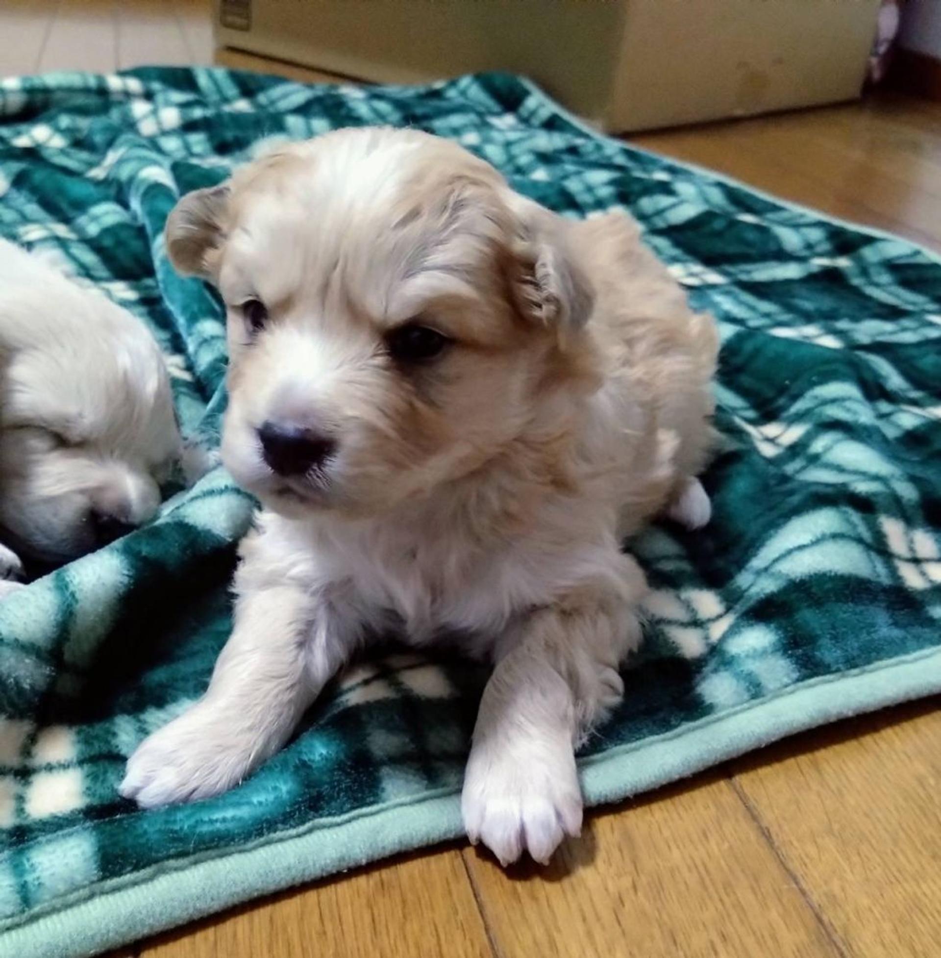 pet-image-3