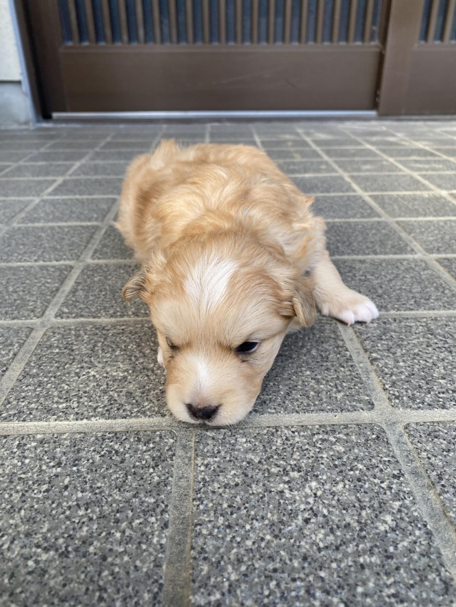 pet-image-2