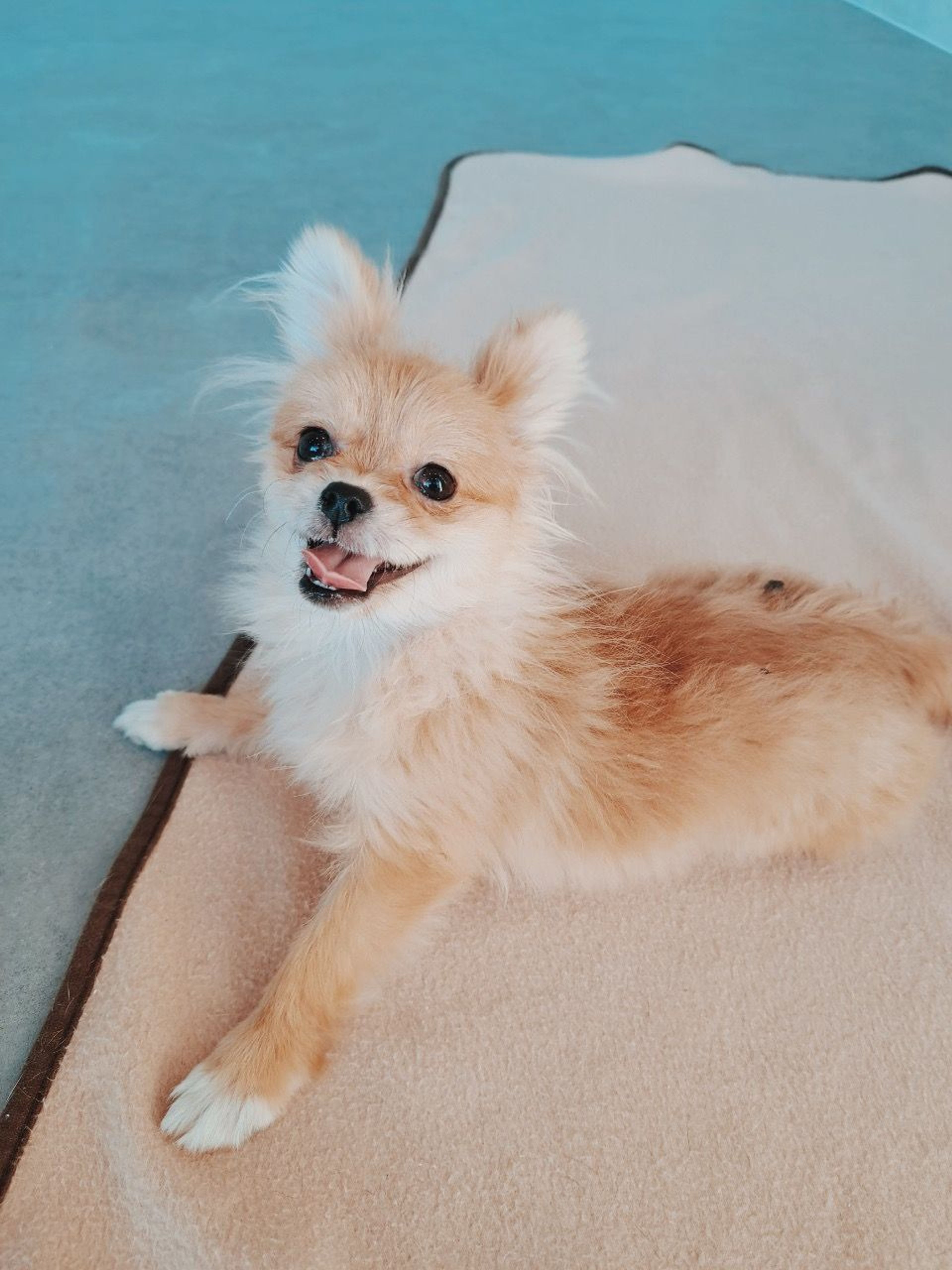 雑種（ミックス犬）・メスの里親募集の写真
