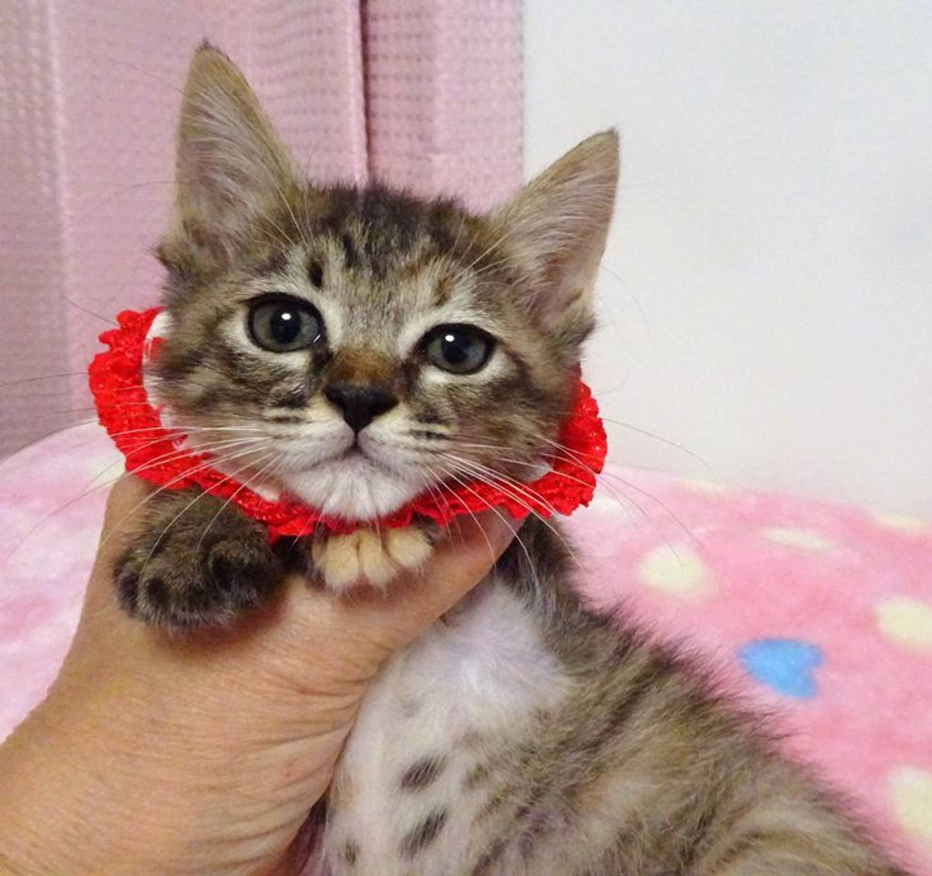 雑種（ミックス猫）・メスの里親募集の写真