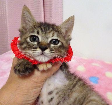 糸(いと)ちゃんの写真