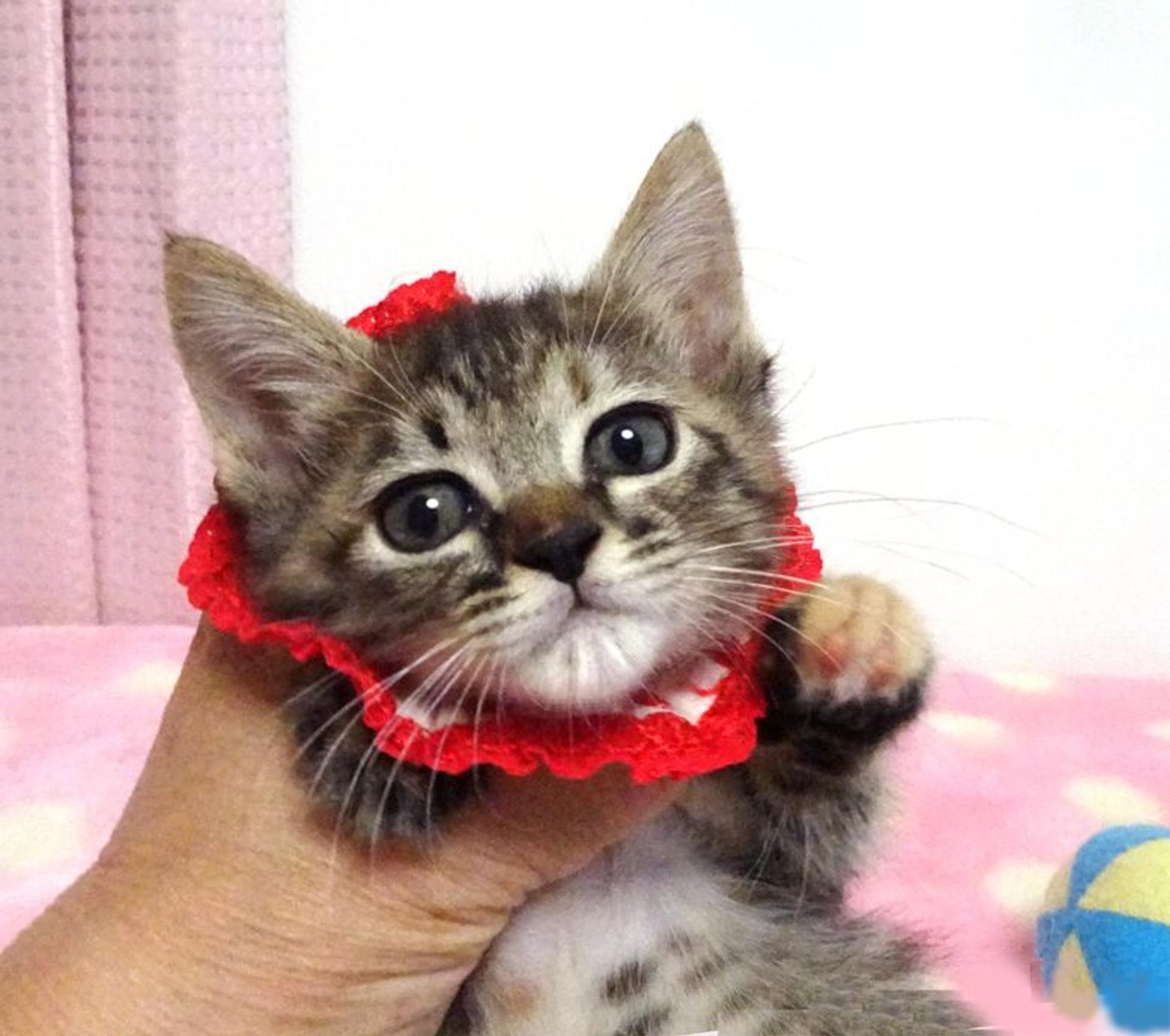 pet-image-3
