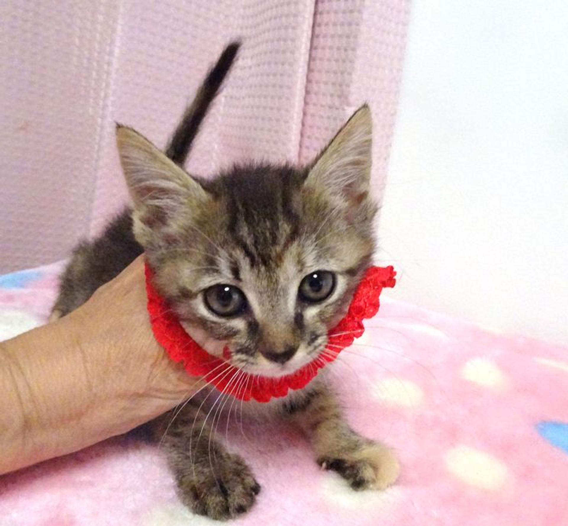 pet-image-4