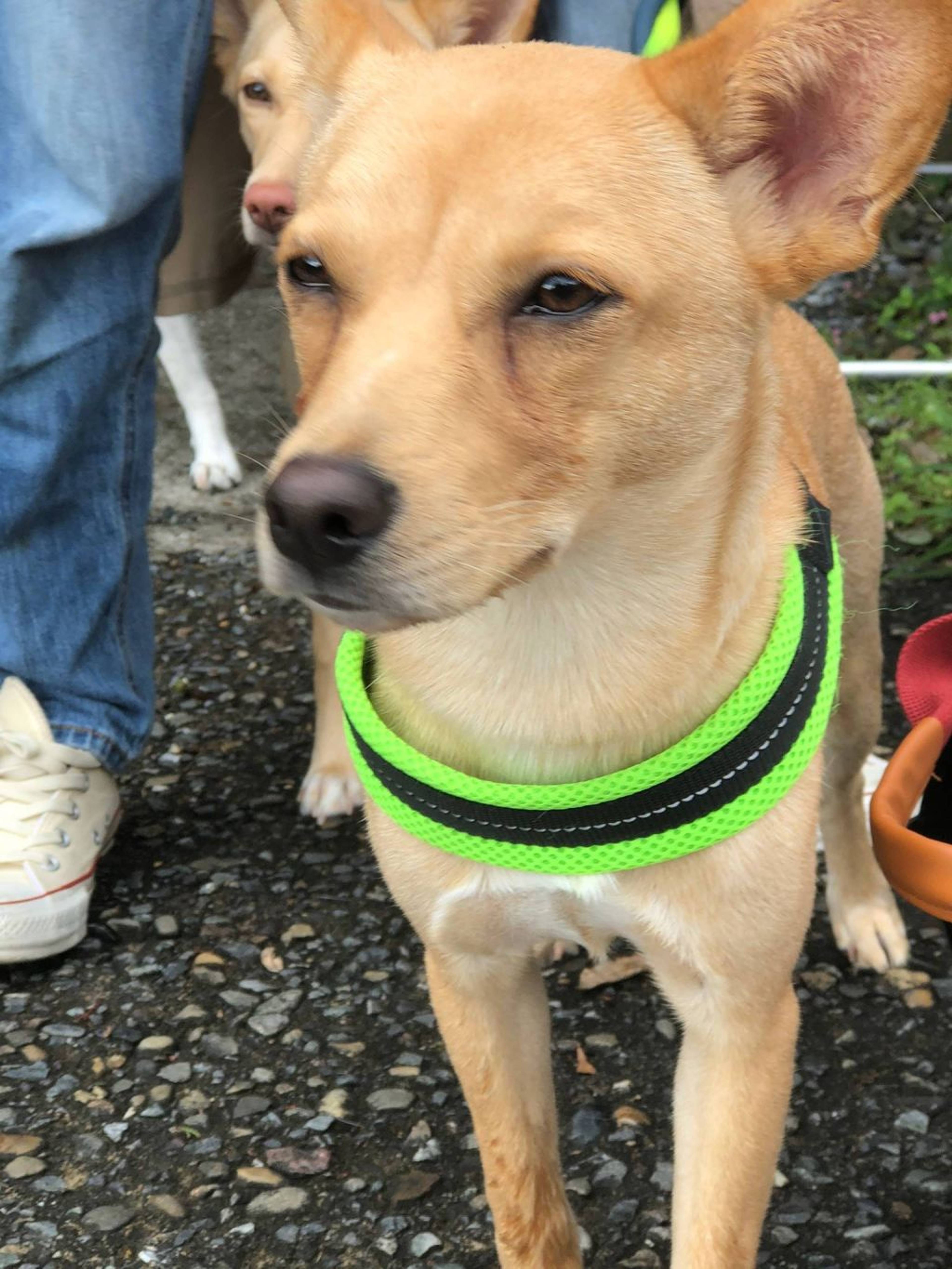 雑種（ミックス犬）・オスの里親募集の写真