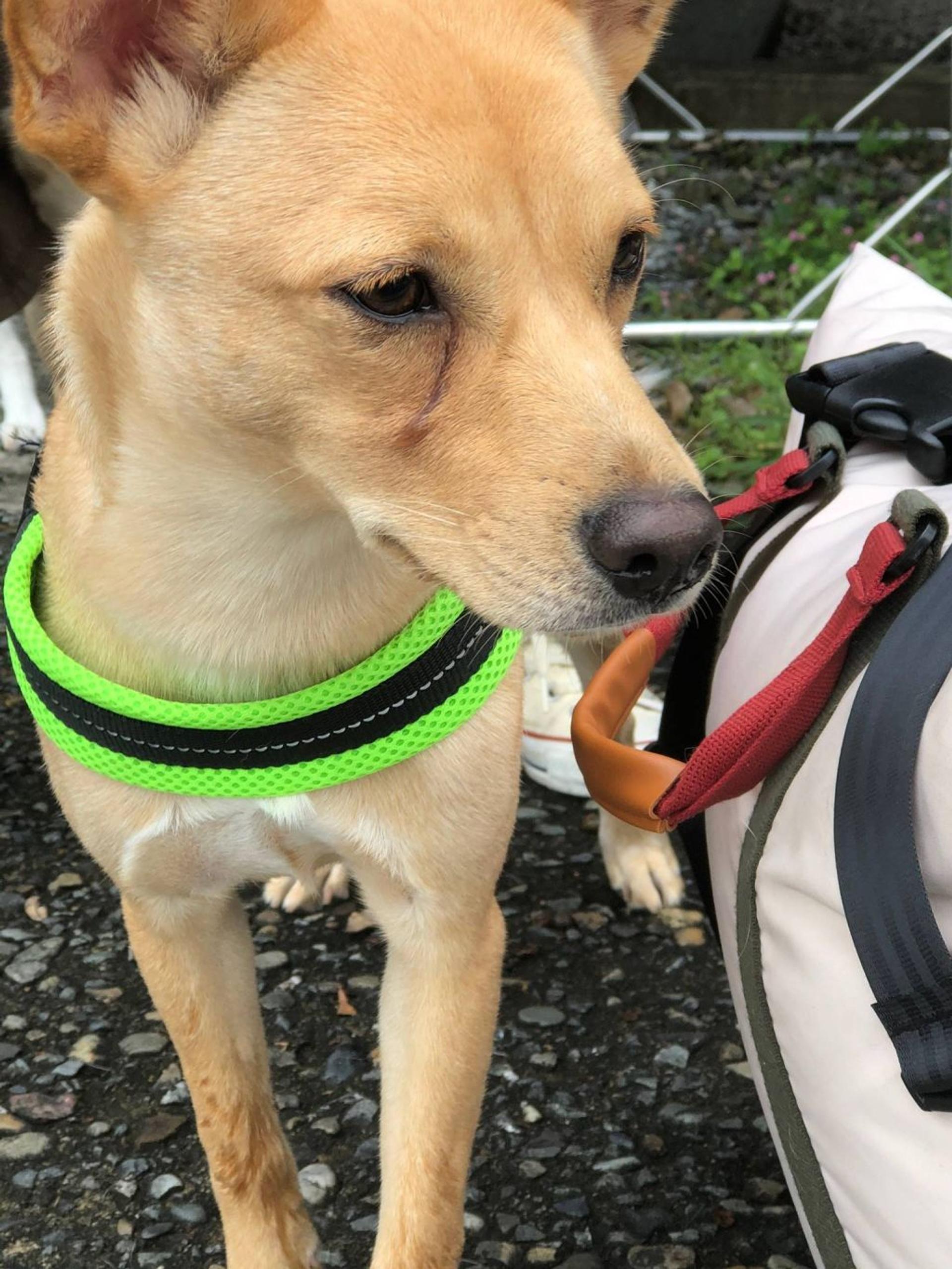pet-image-2