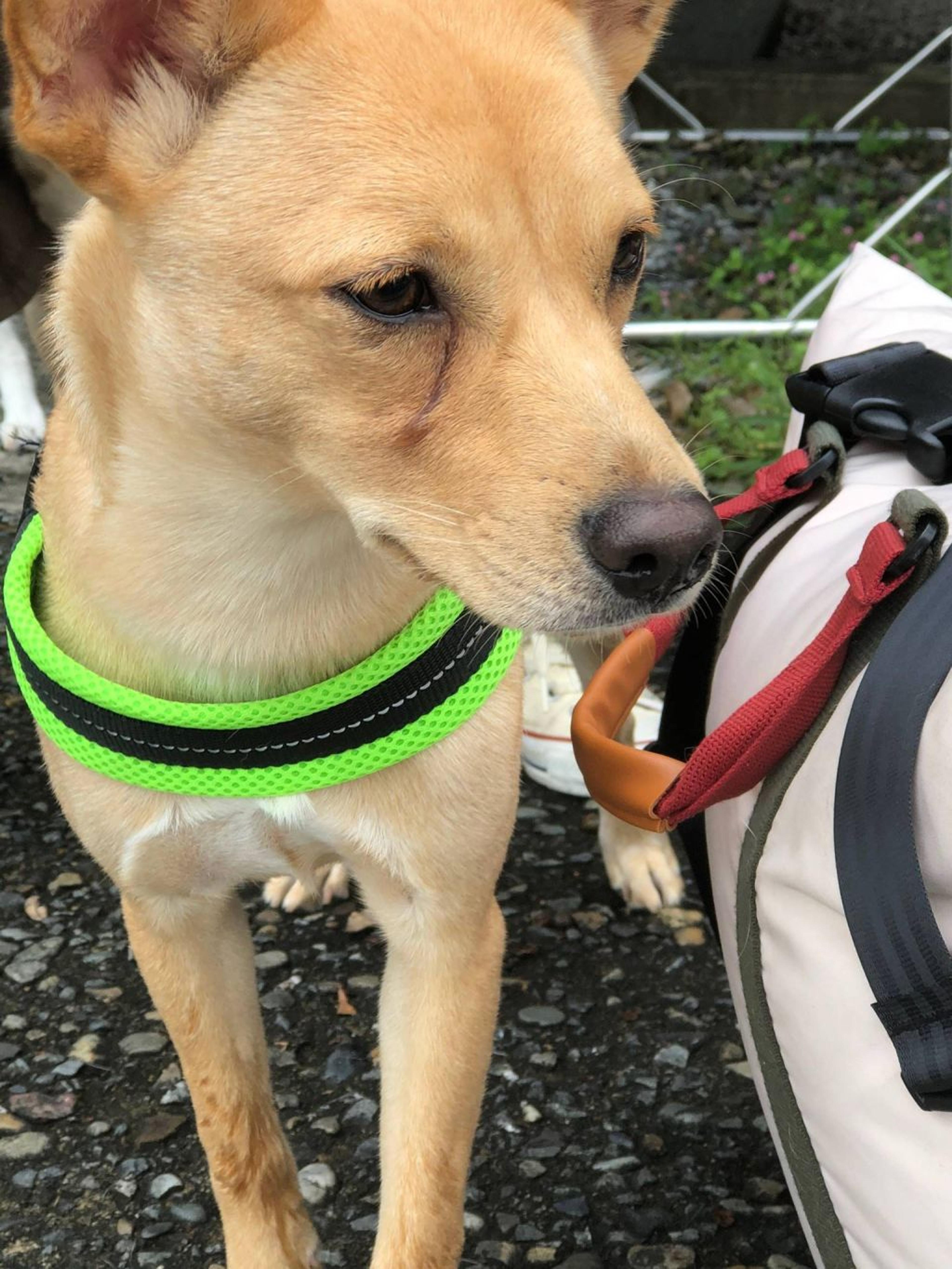 pet-image-2