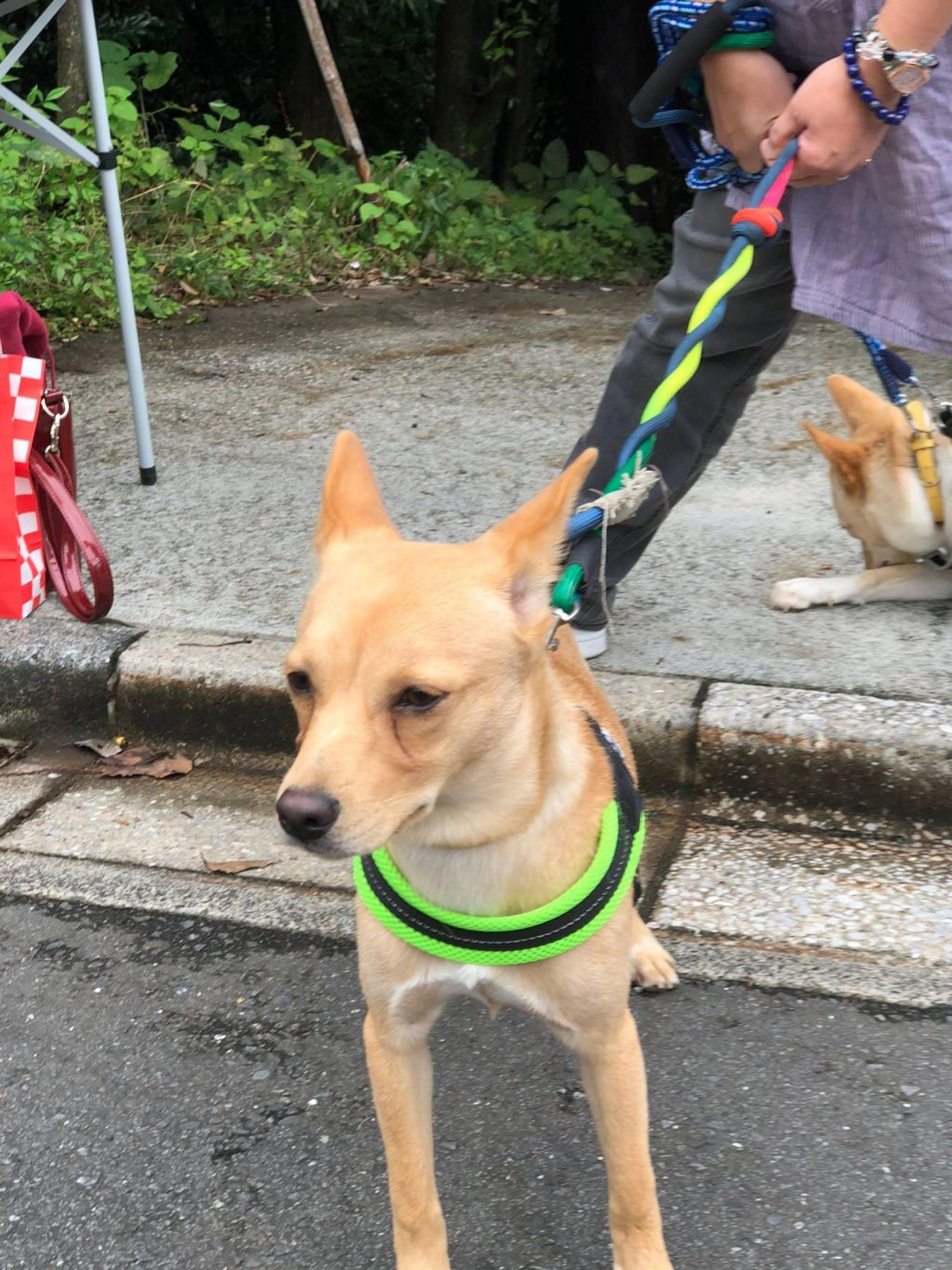 pet-image-3