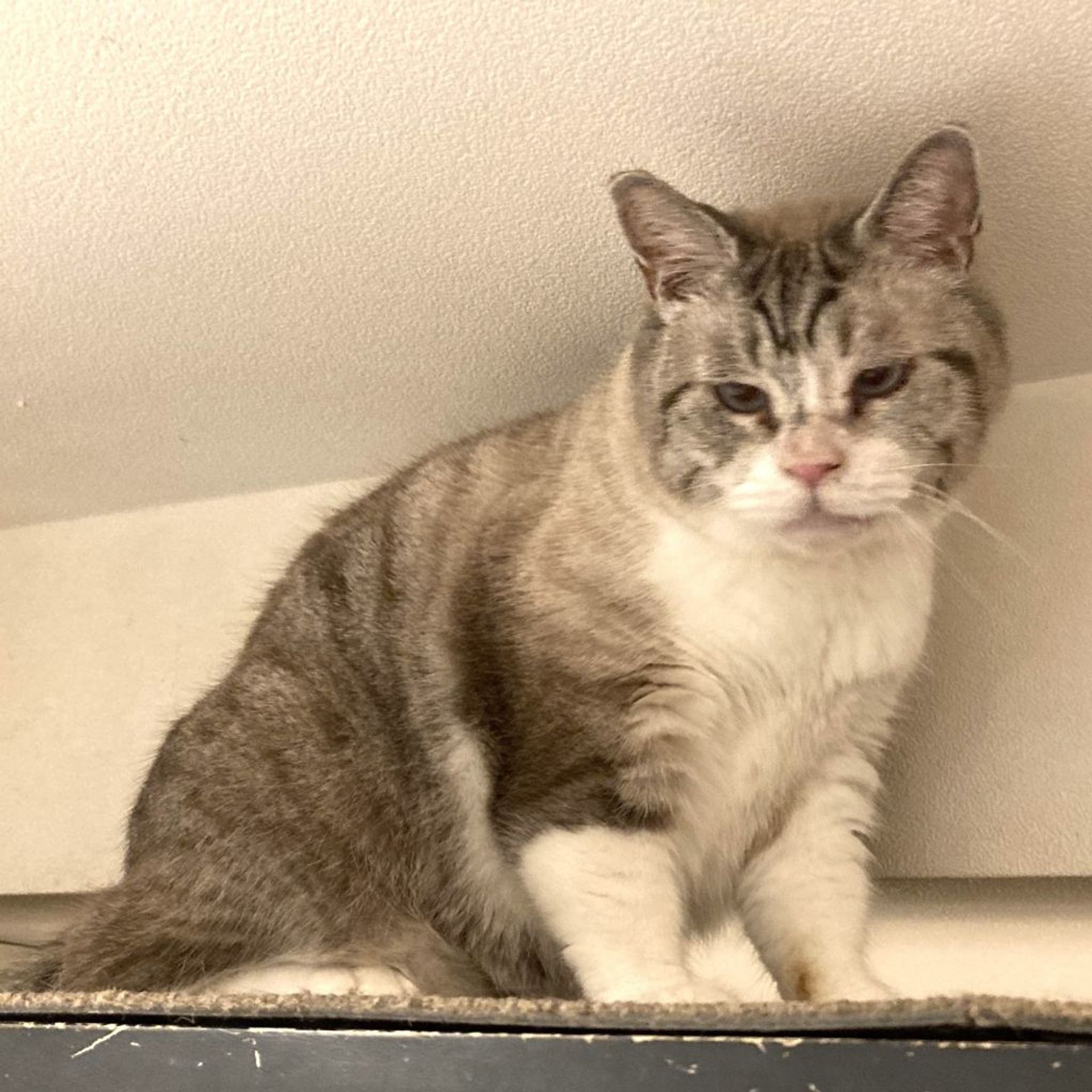 雑種（ミックス猫）・オスの里親募集の写真