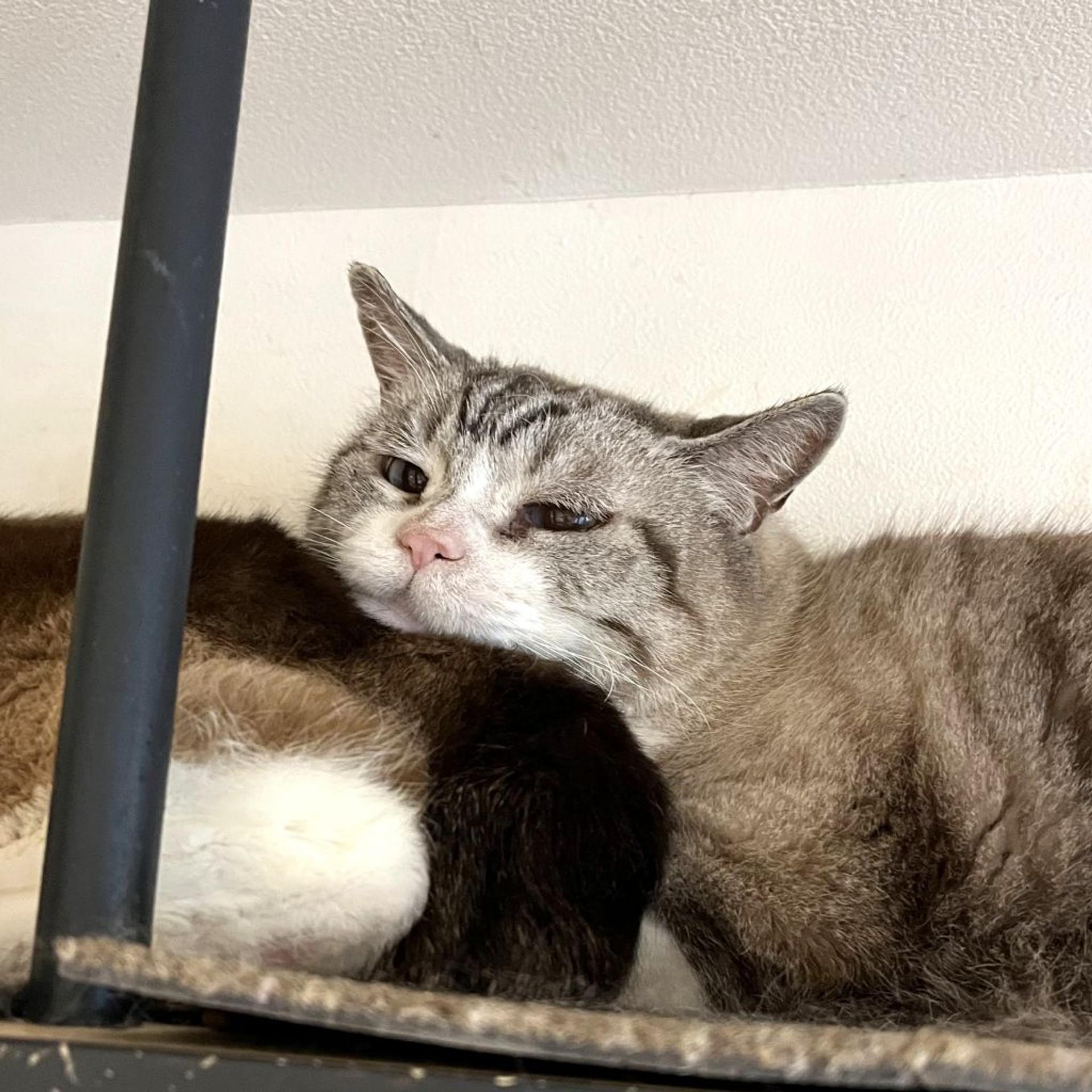 pet-image-2