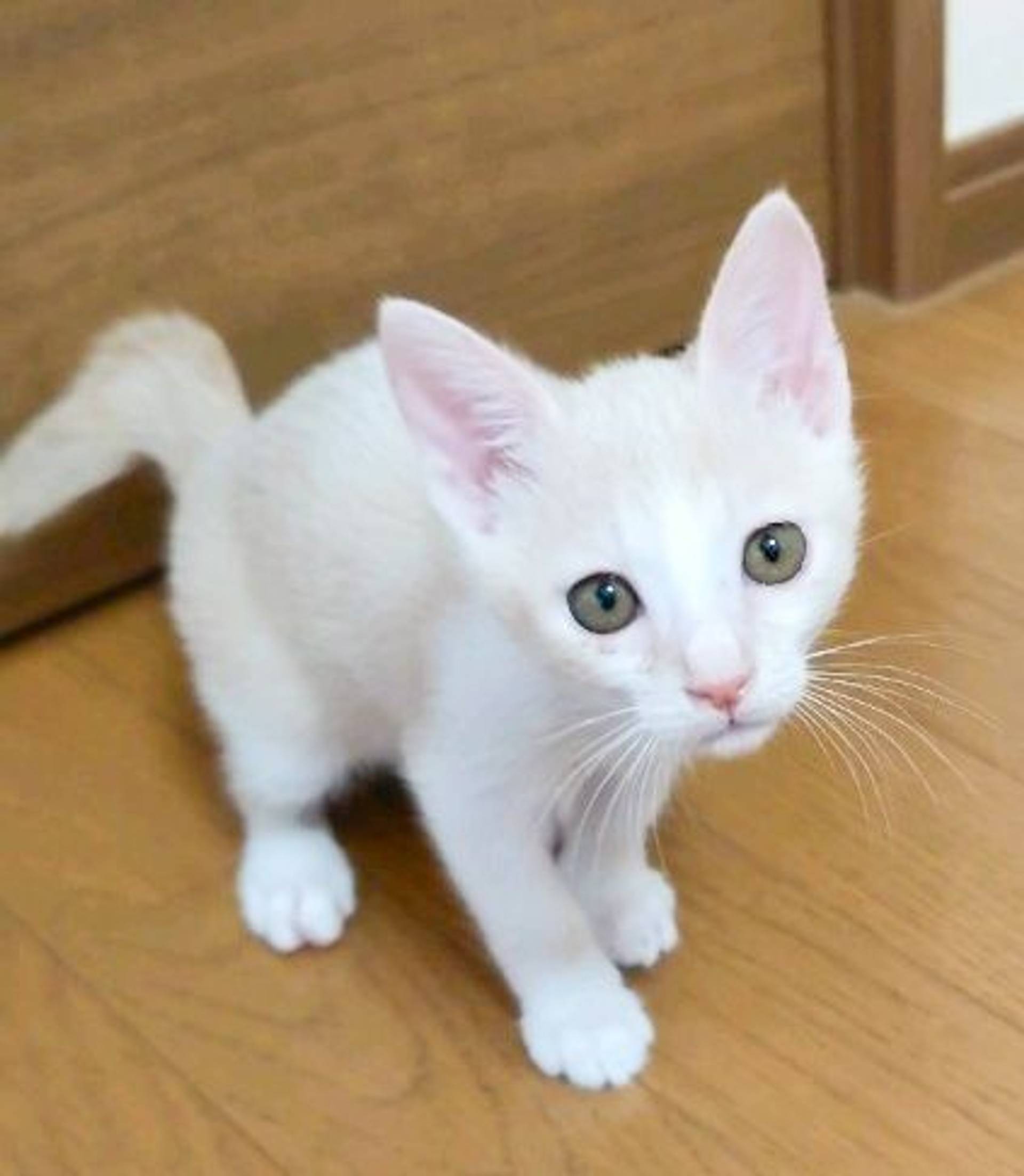 雑種（ミックス猫）・オスの里親募集の写真