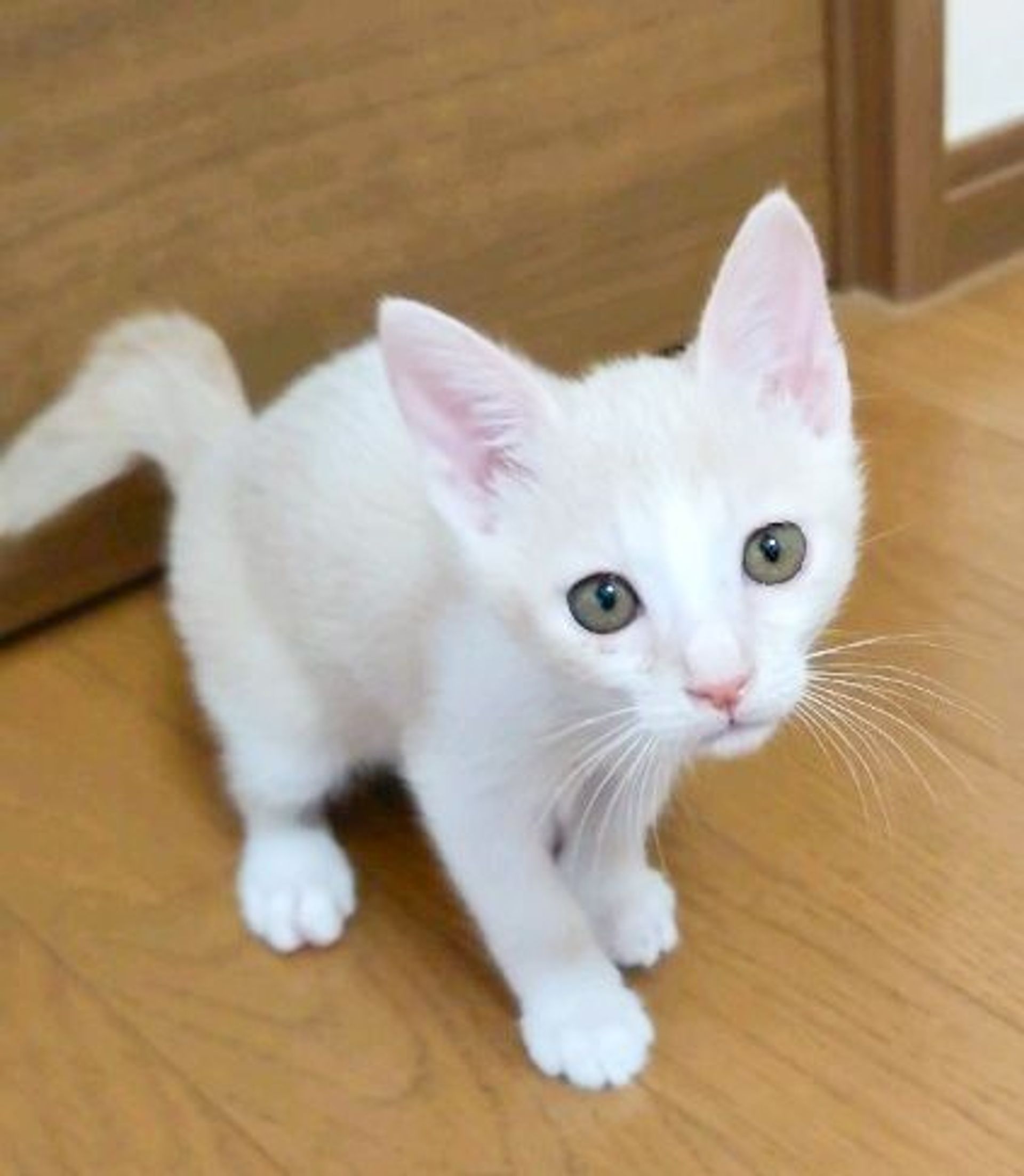 雑種（ミックス猫）・オスの里親募集の写真