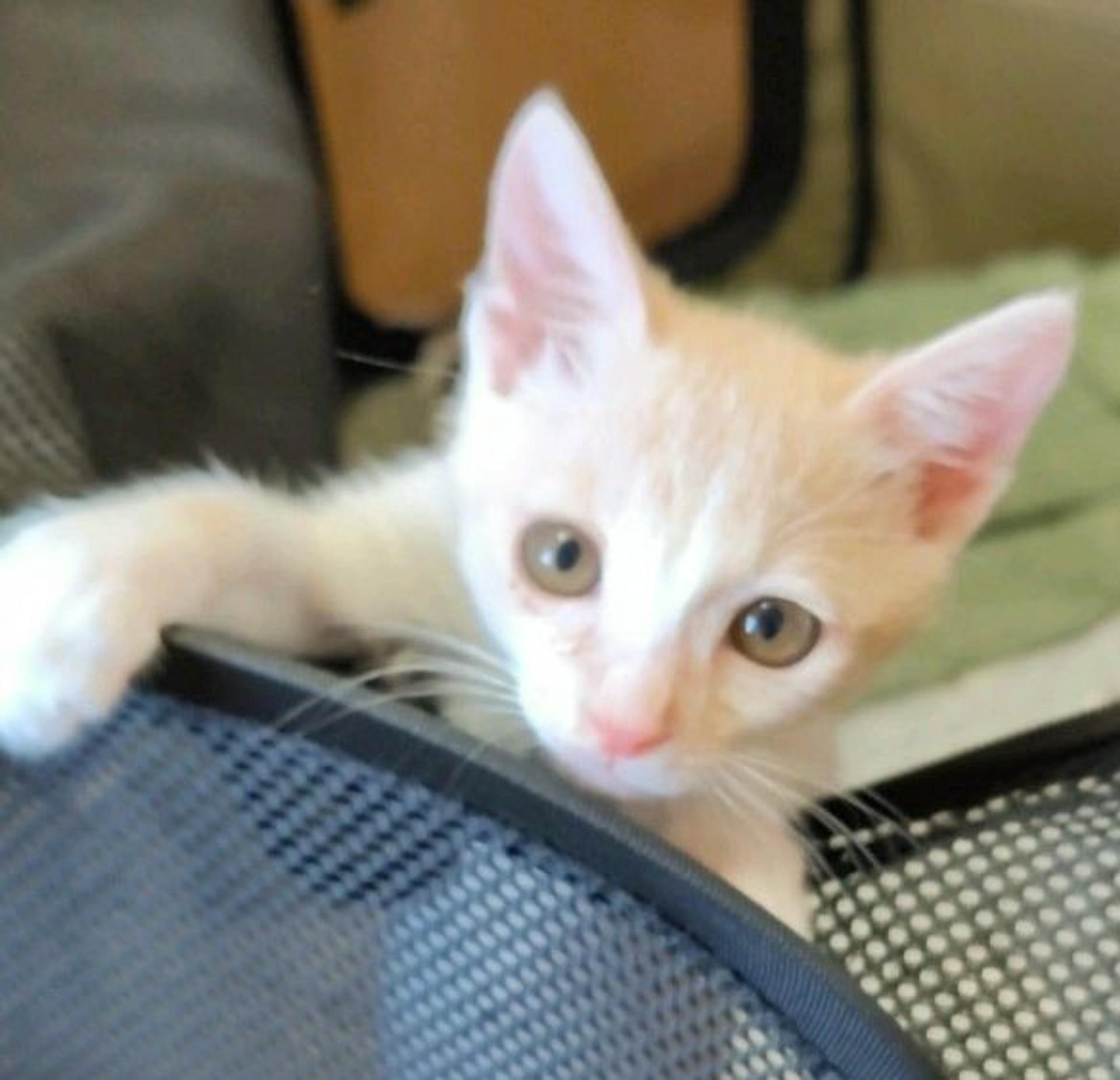 pet-image-4