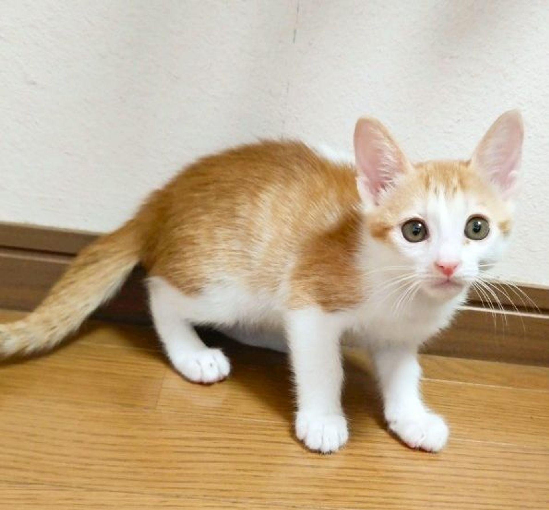 雑種（ミックス猫）・オスの里親募集の写真
