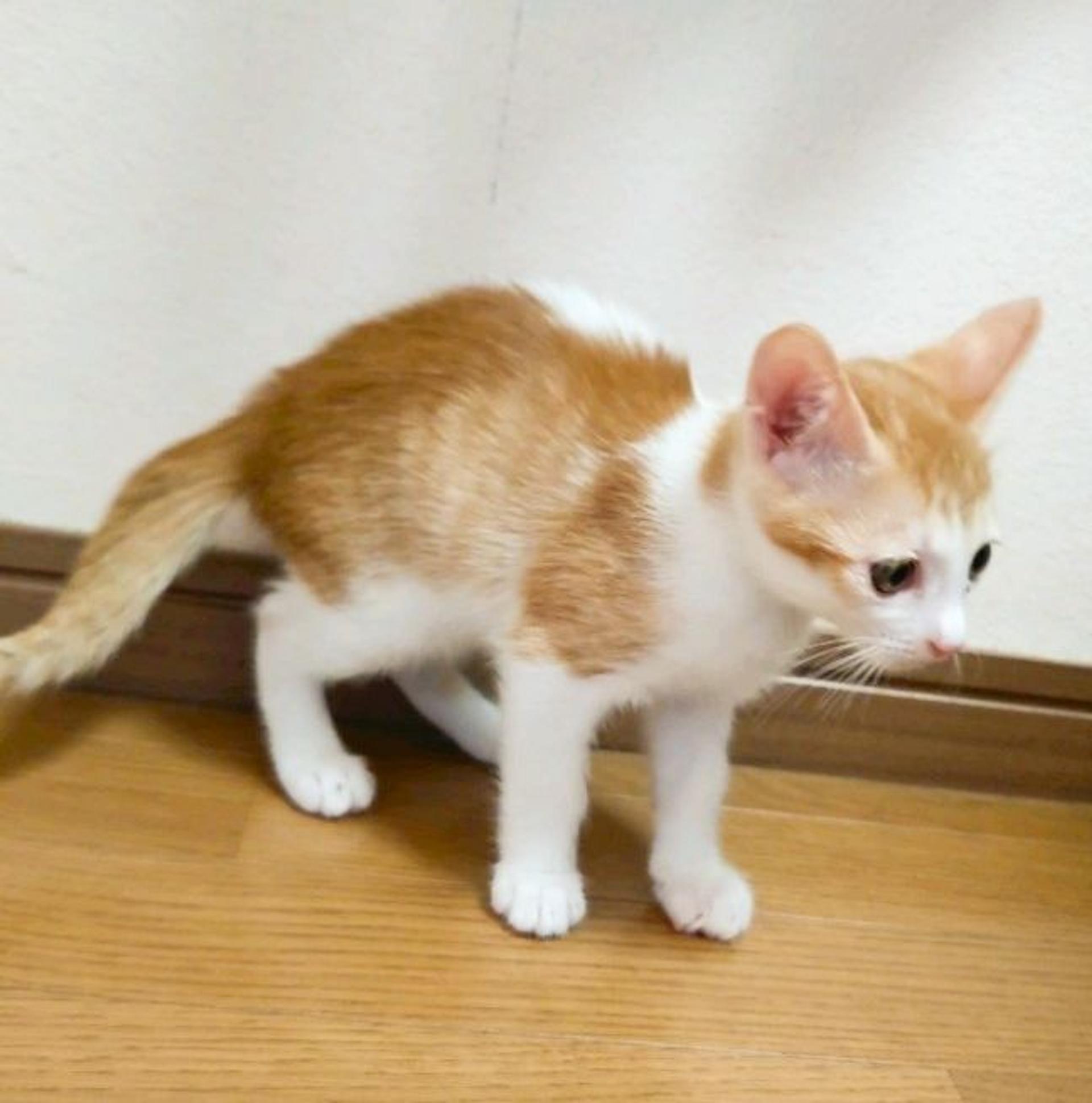 pet-image-4
