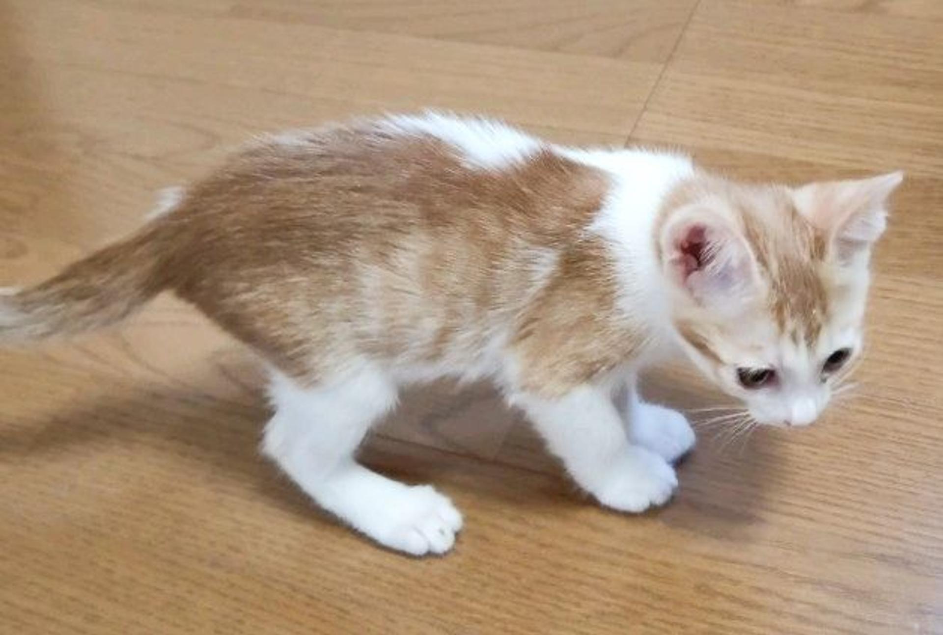 pet-image-5