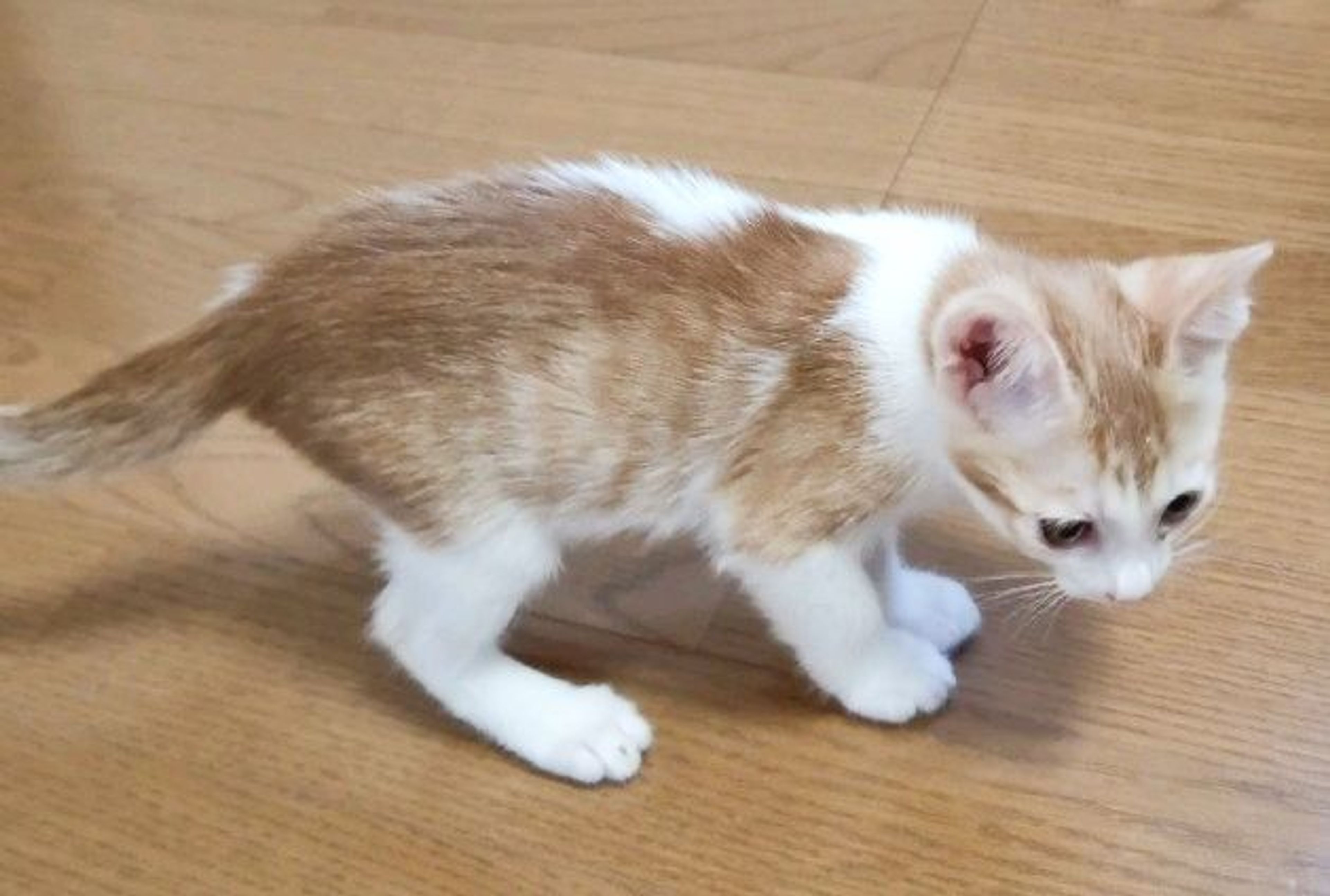 pet-image-5