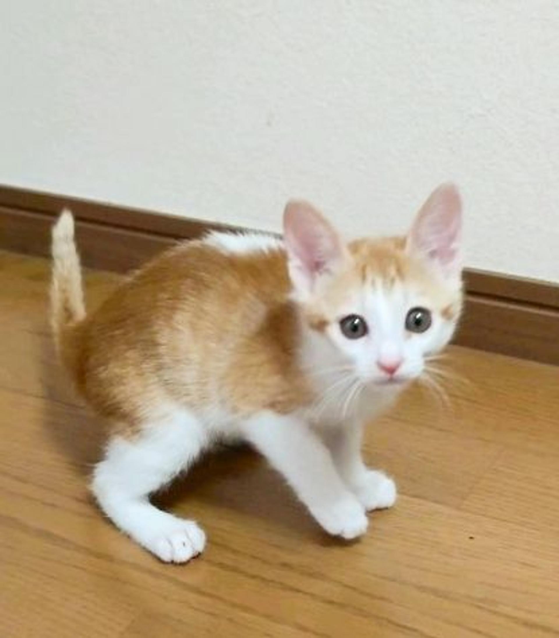 pet-image-6