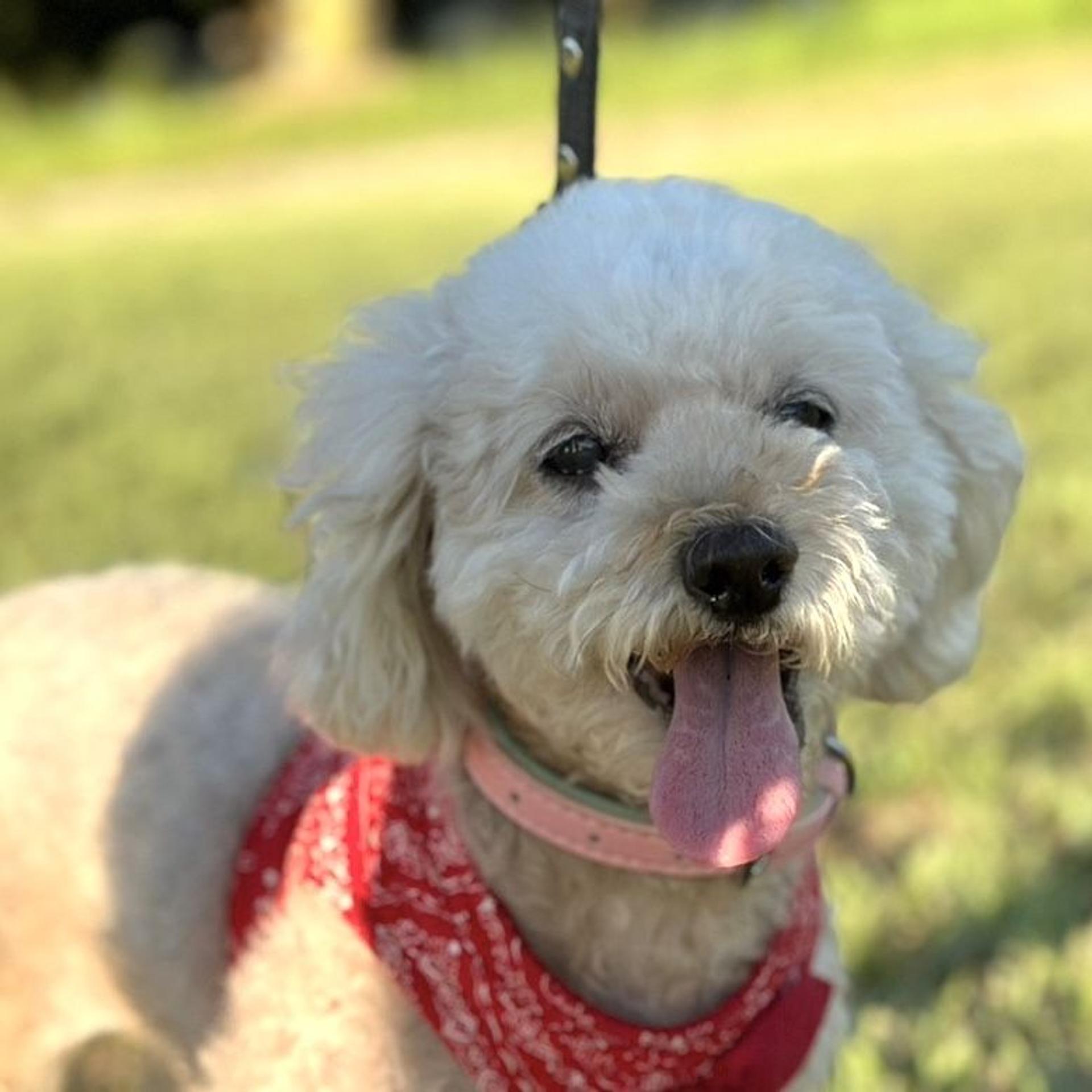 pet-image-9