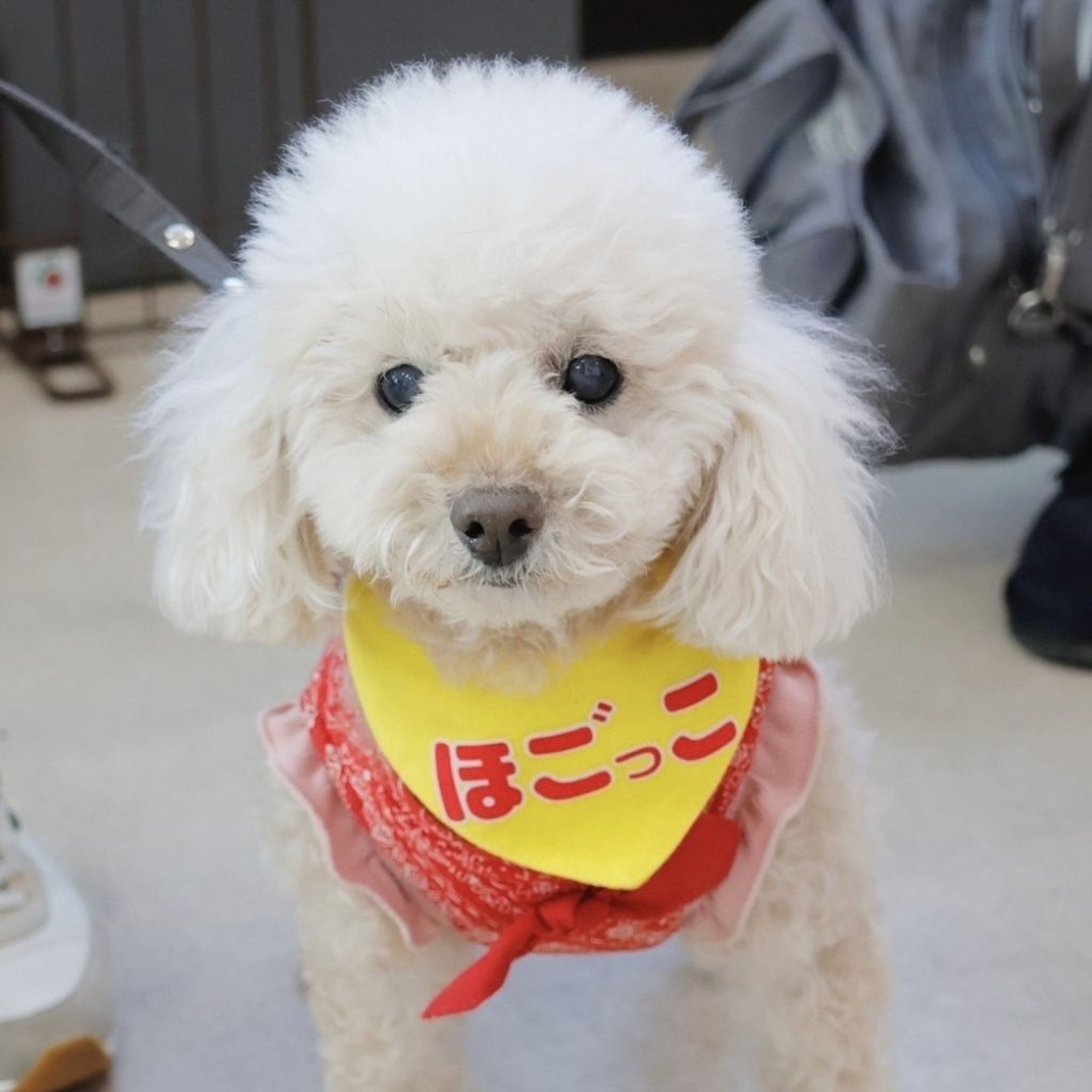 pet-image-3
