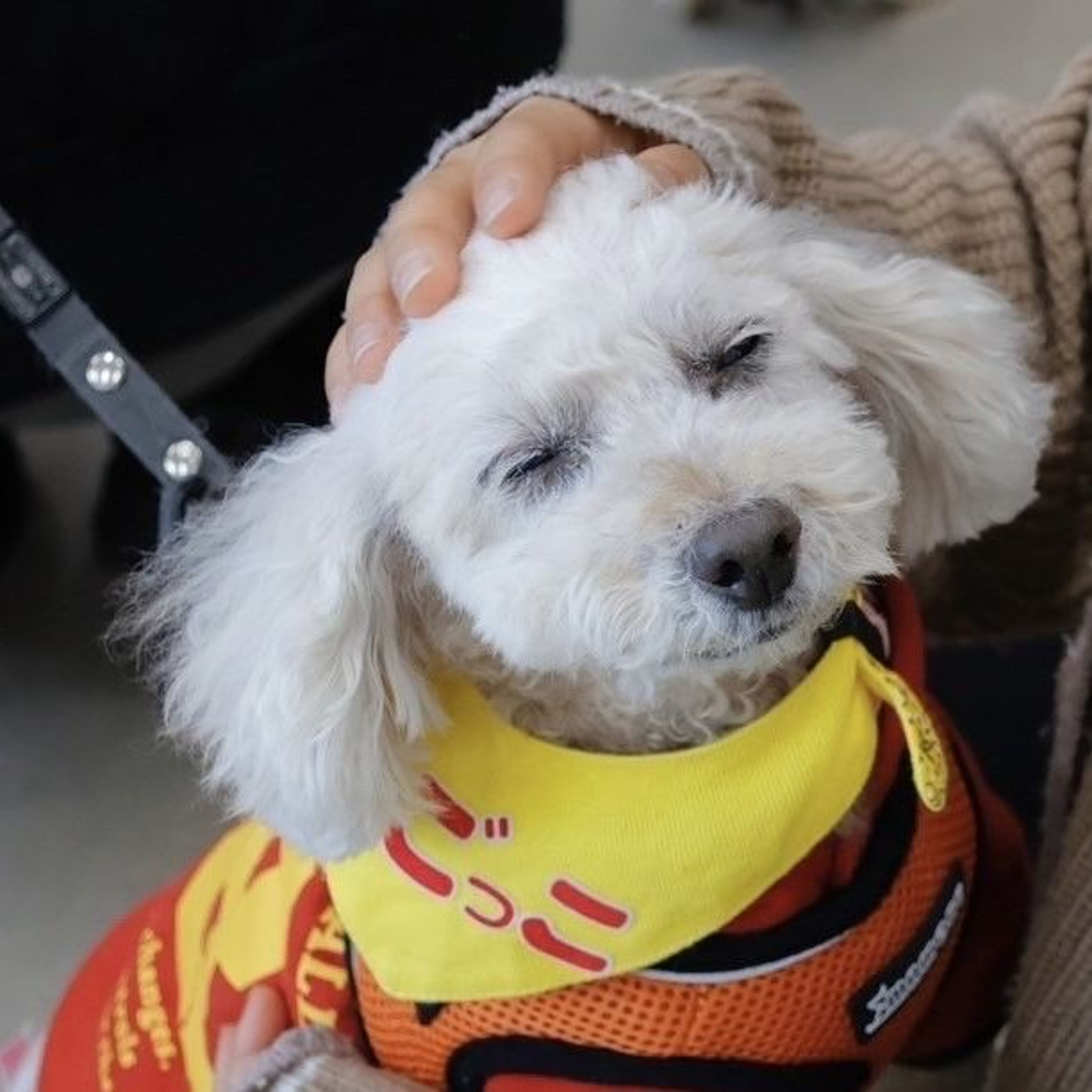 pet-image-8