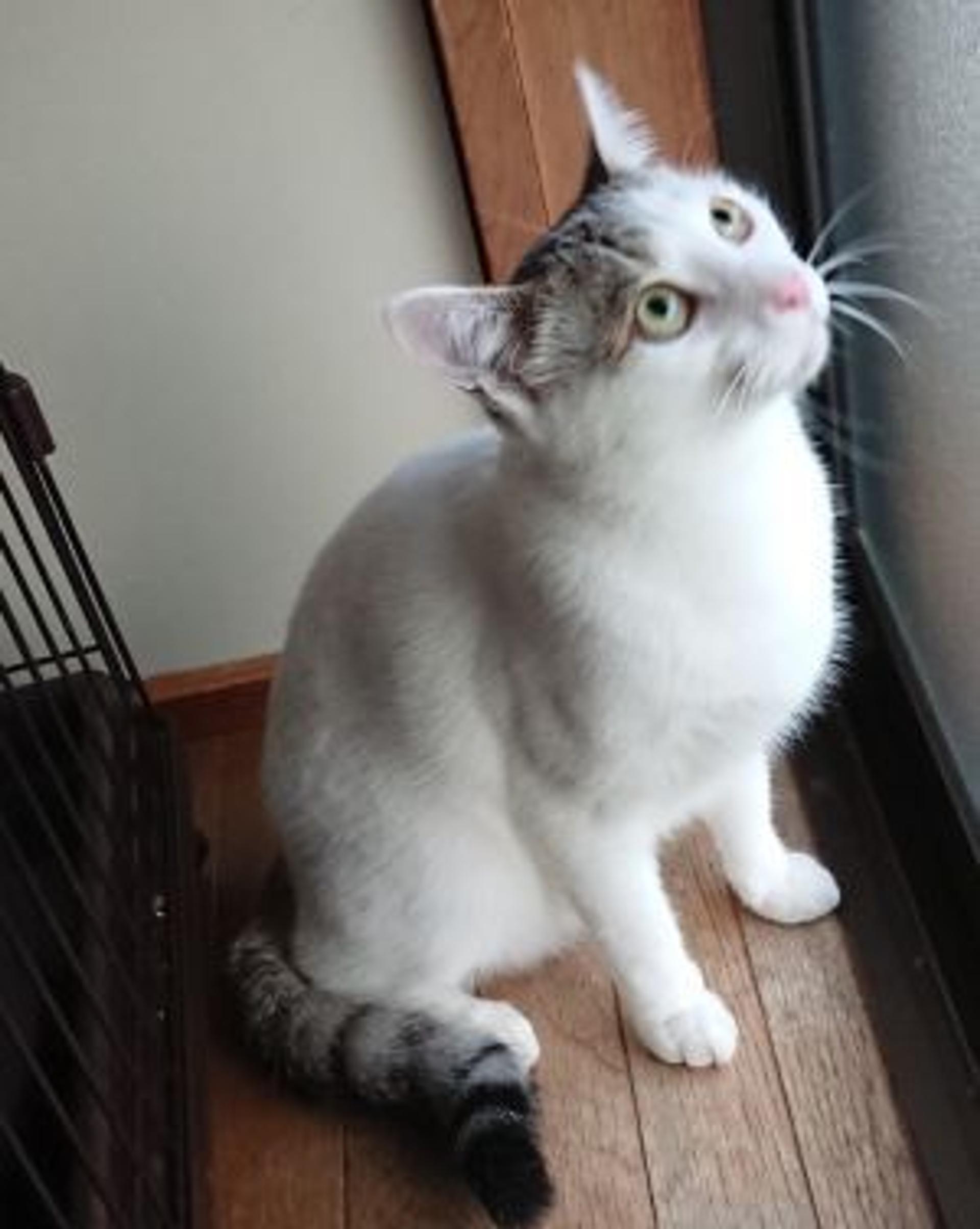 pet-image-2