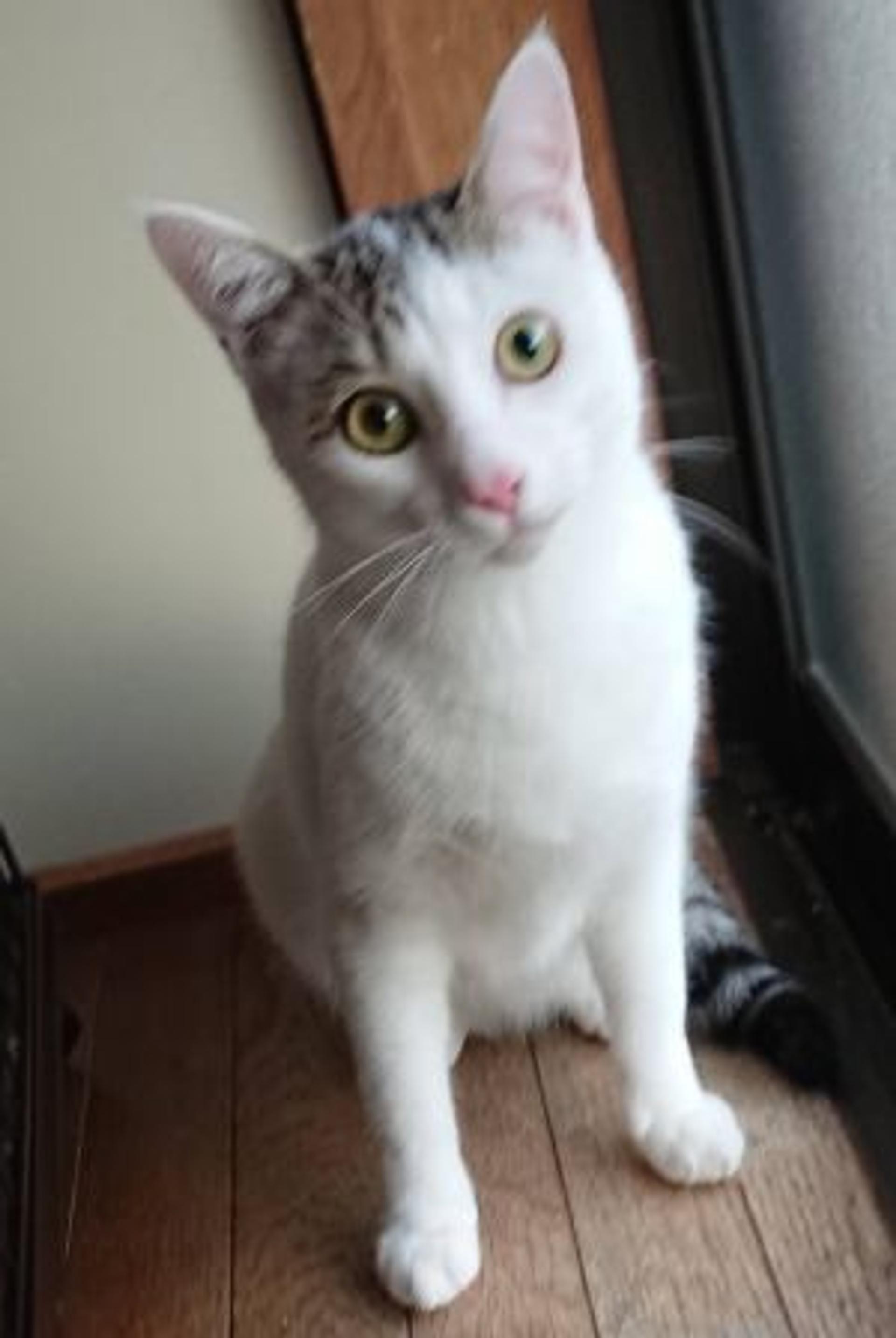 pet-image-3