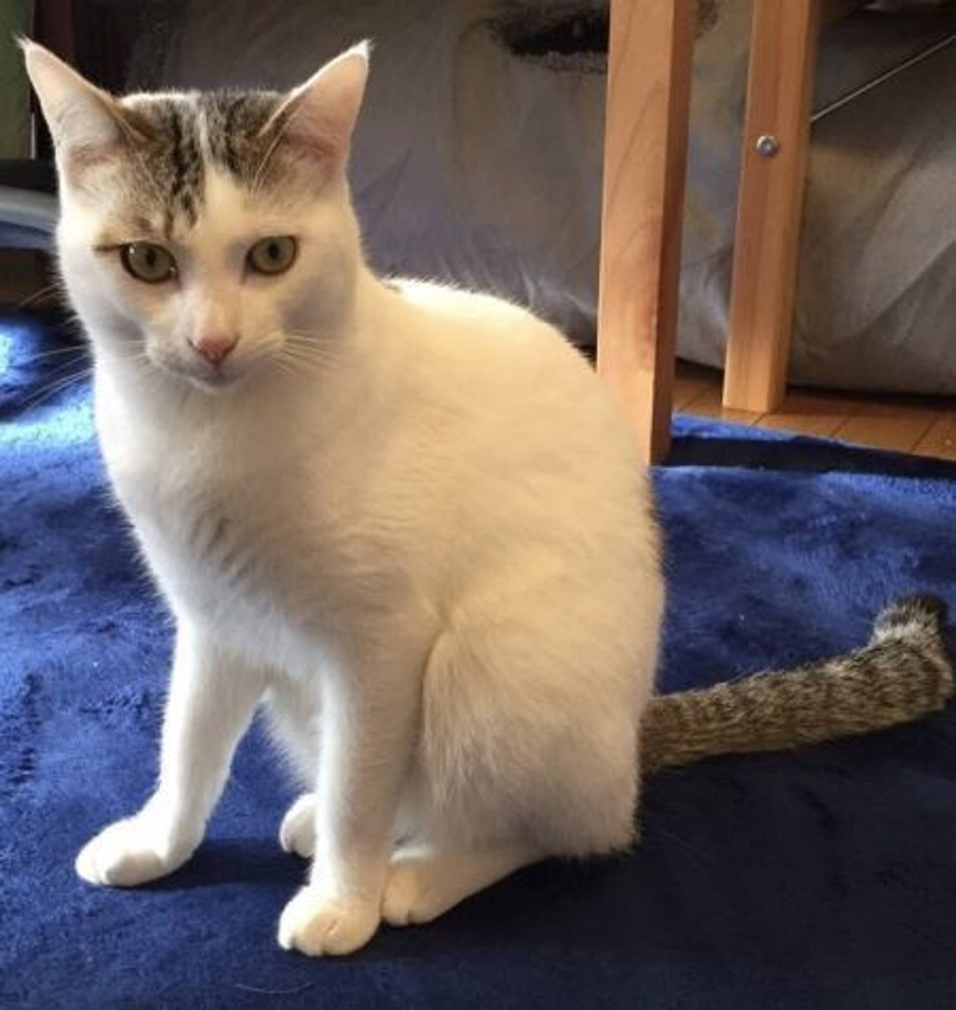 雑種（ミックス猫）・オスの里親募集の写真