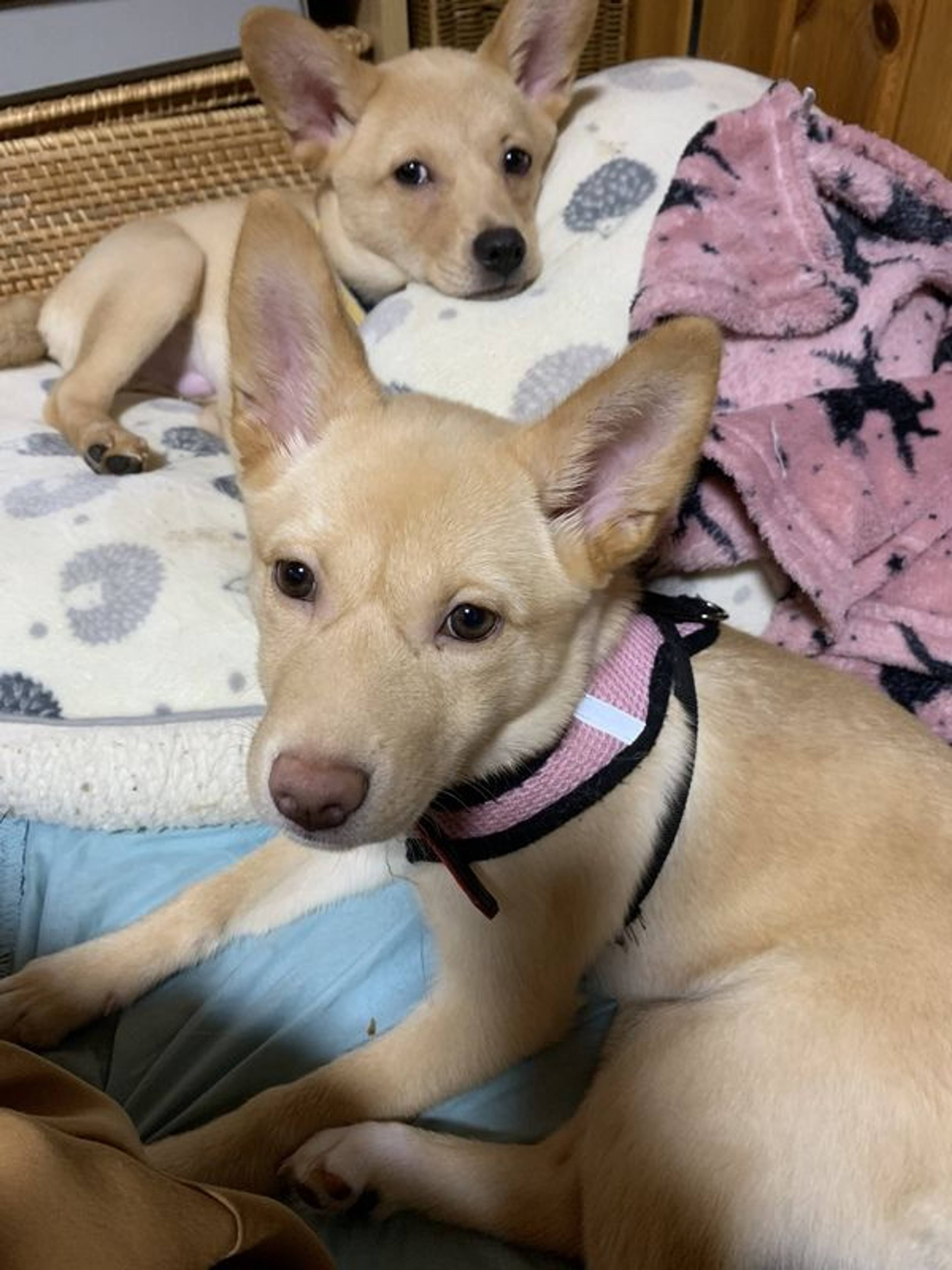 雑種（ミックス犬）・メスの里親募集の写真