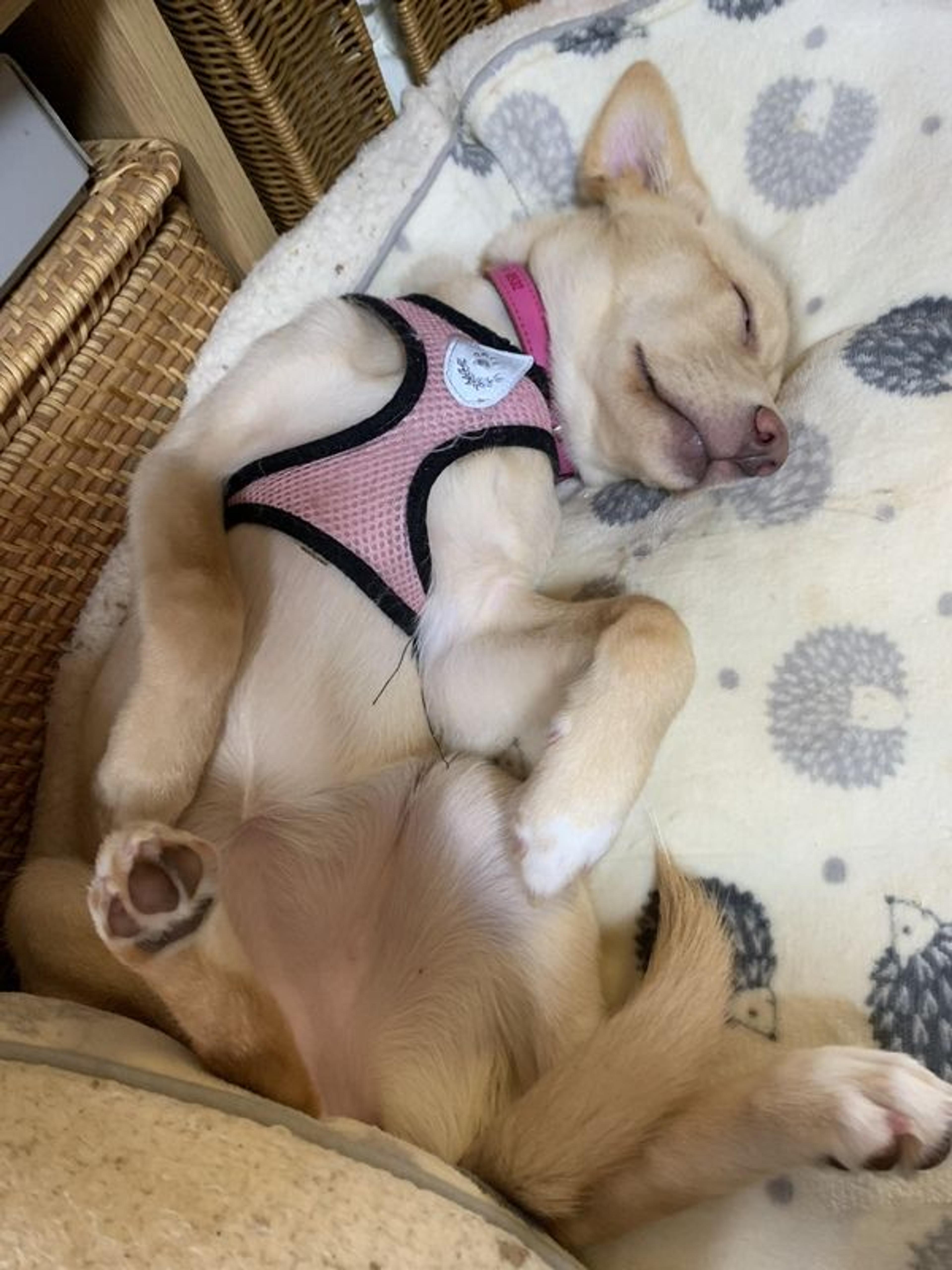 pet-image-3