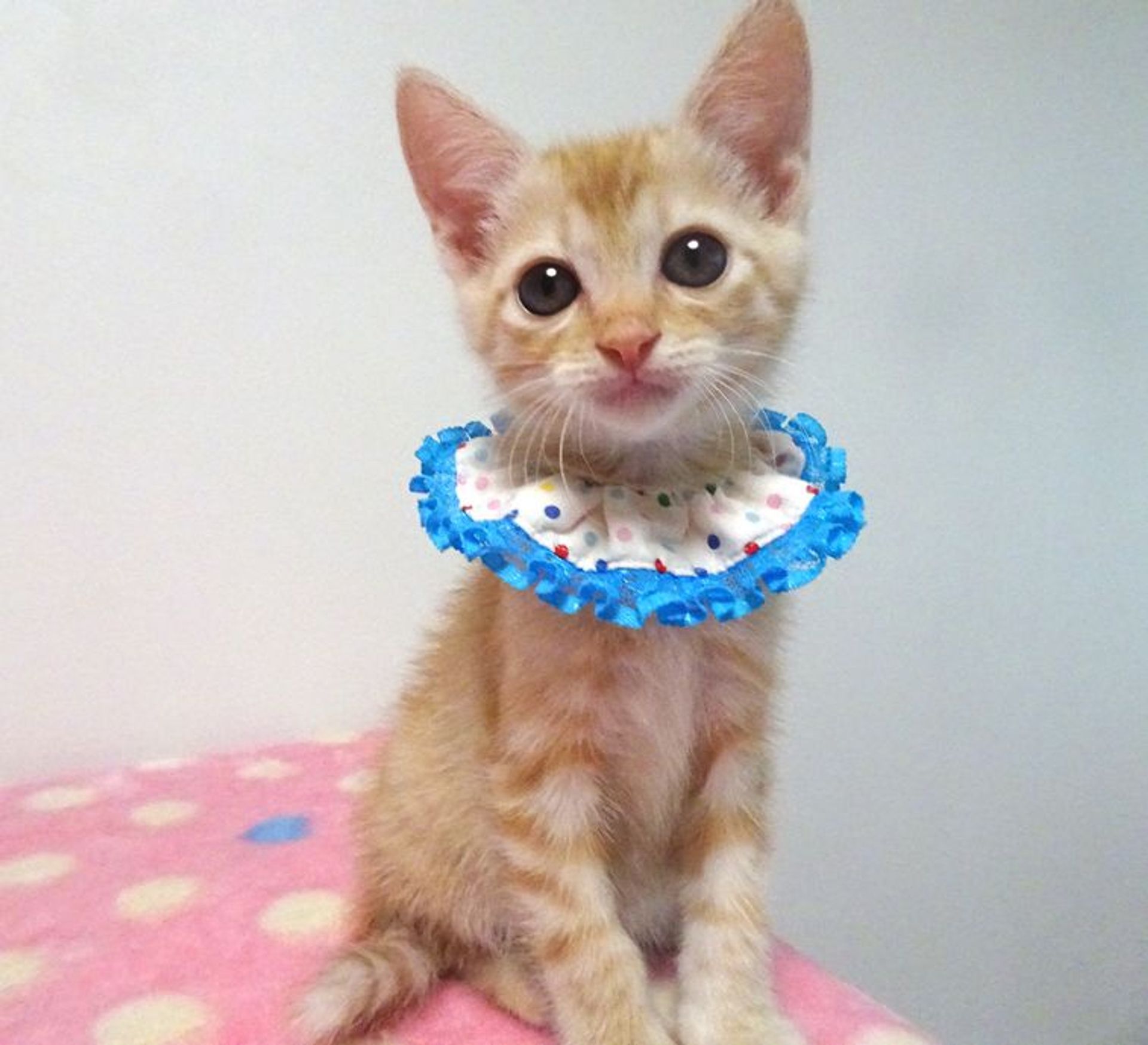 雑種（ミックス猫）・オスの里親募集の写真