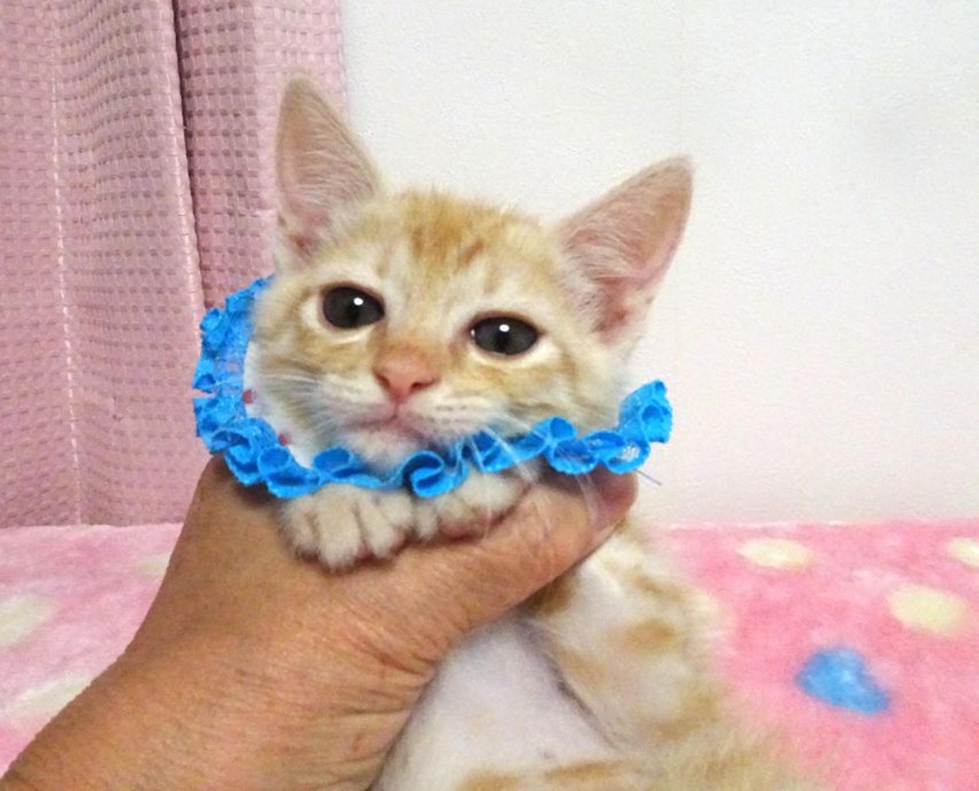 pet-image-4