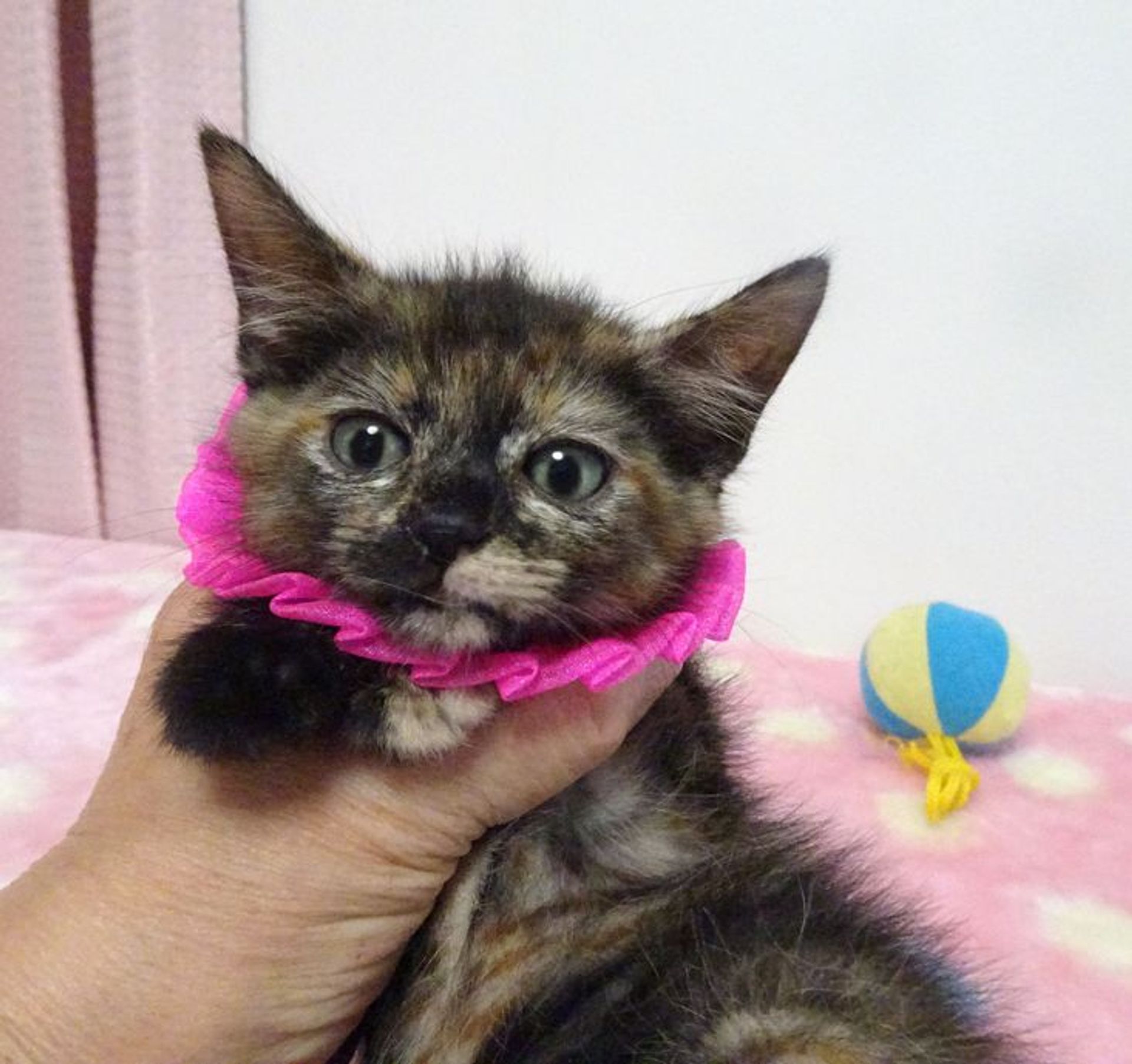 雑種（ミックス猫）・メスの里親募集の写真