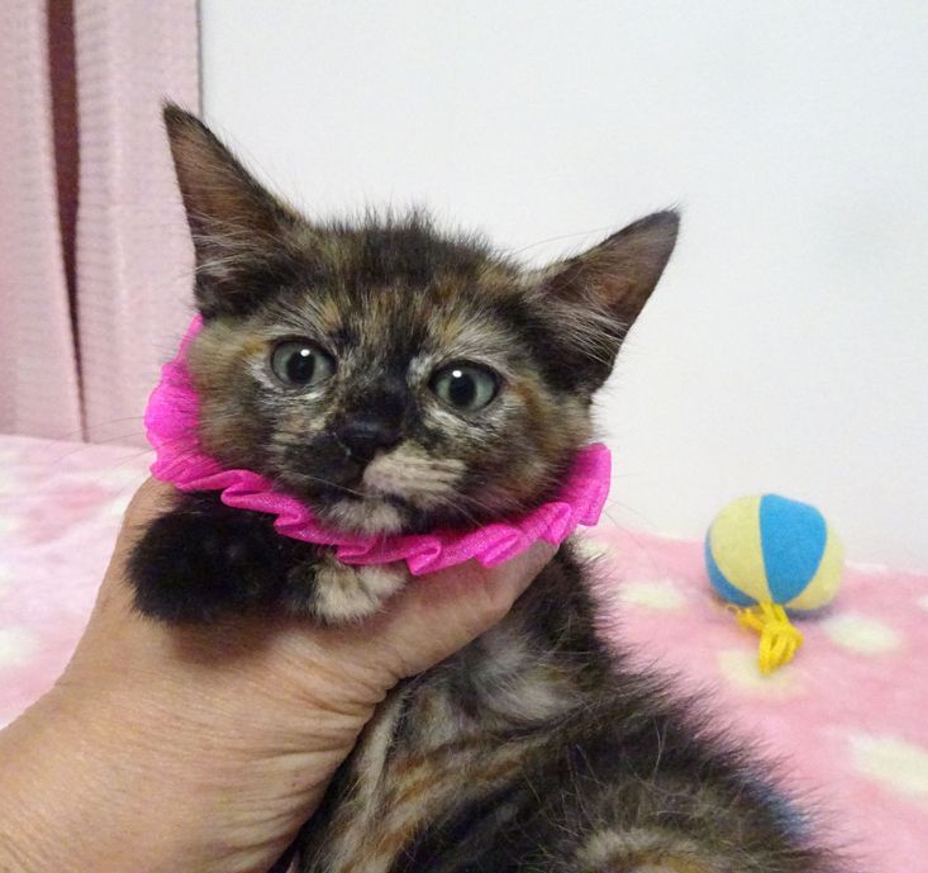 雑種（ミックス猫）・メスの里親募集の写真