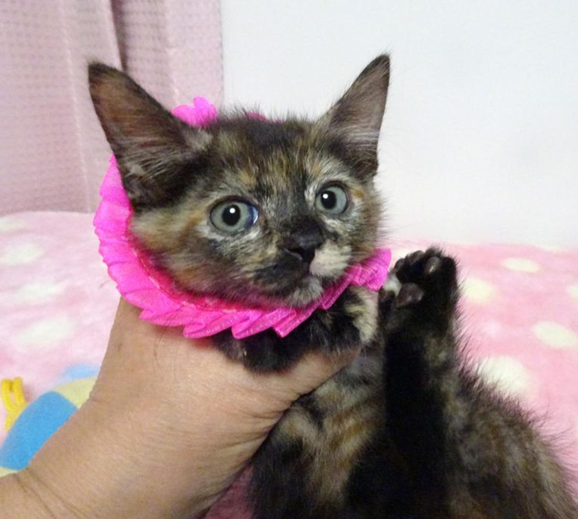 pet-image-2