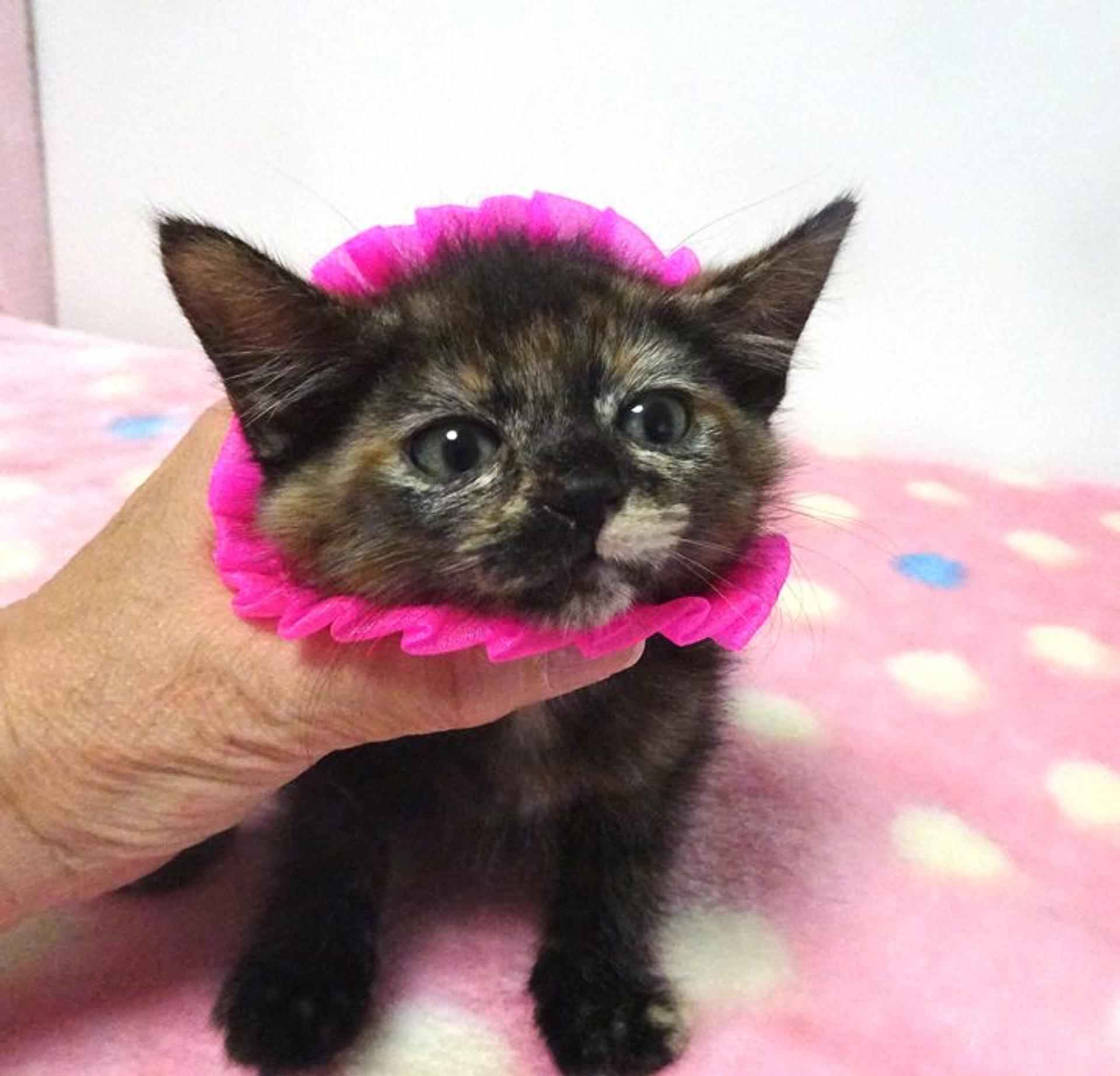 pet-image-3