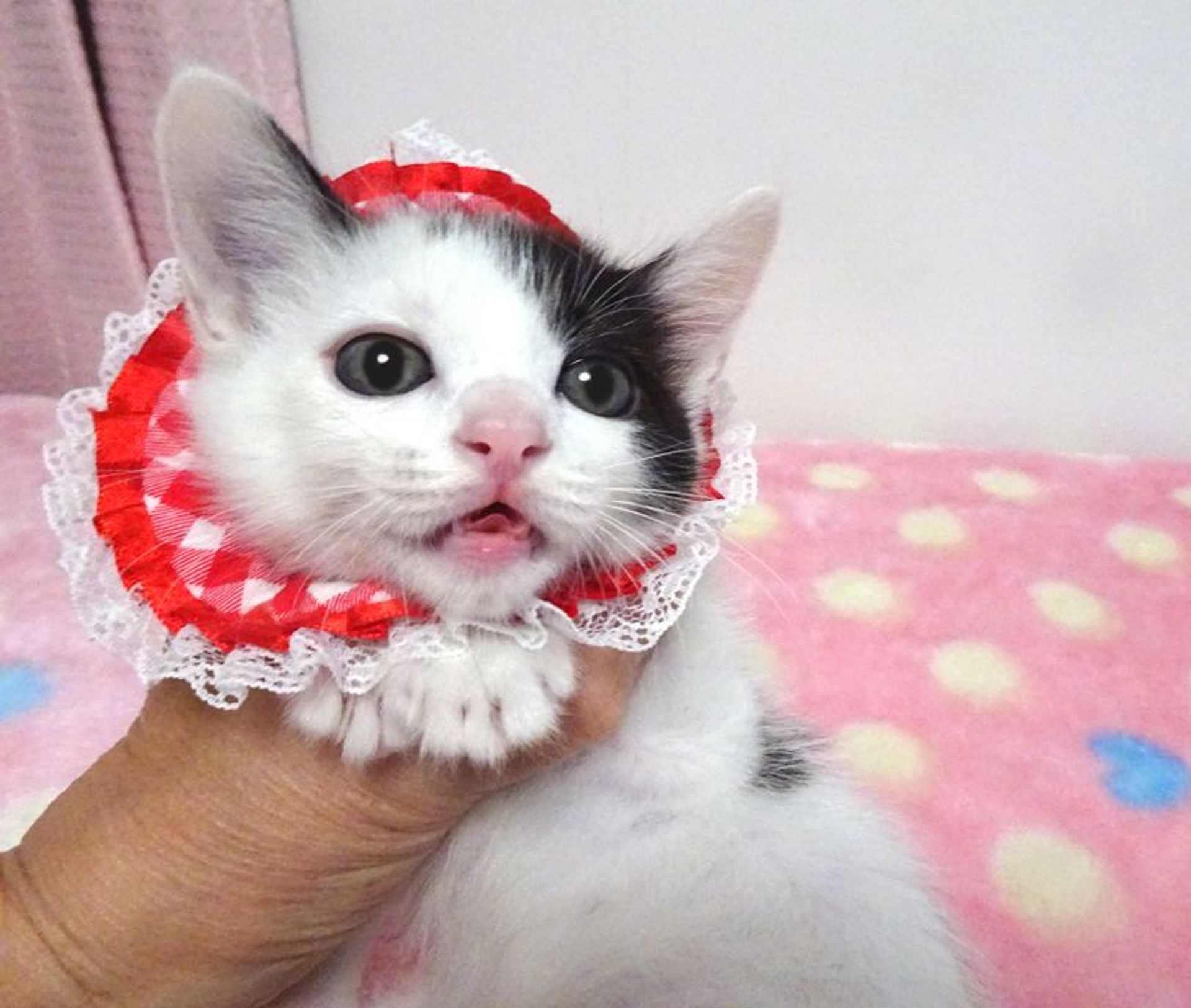 雑種（ミックス猫）・メスの里親募集の写真