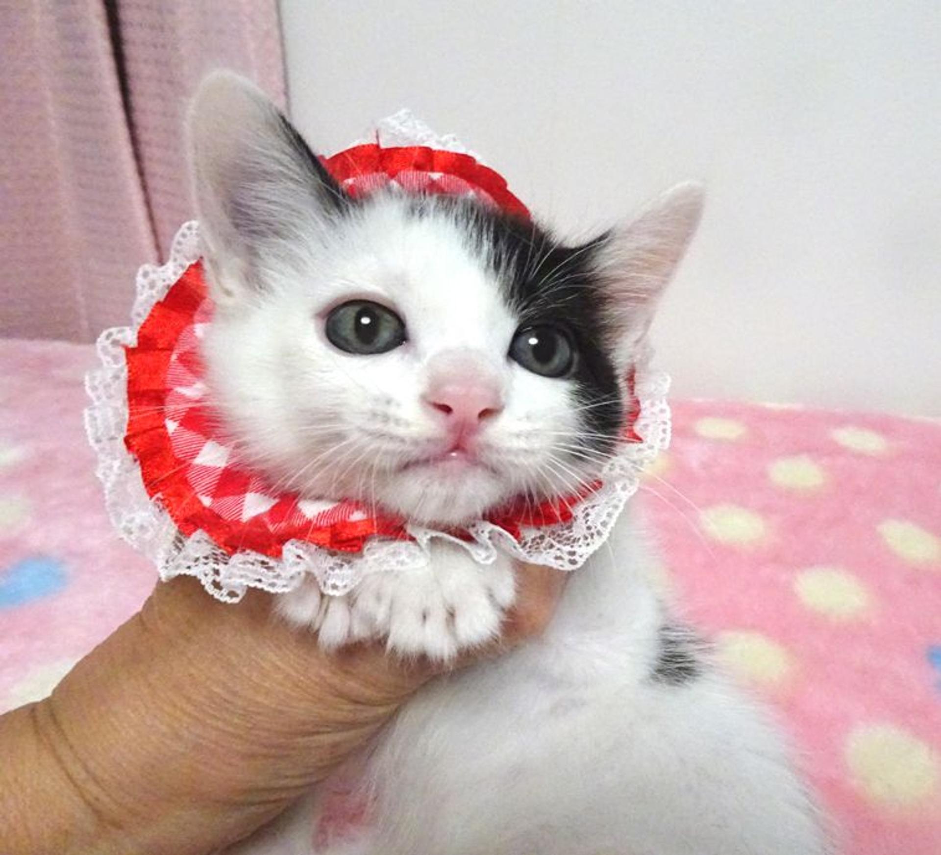 pet-image-3