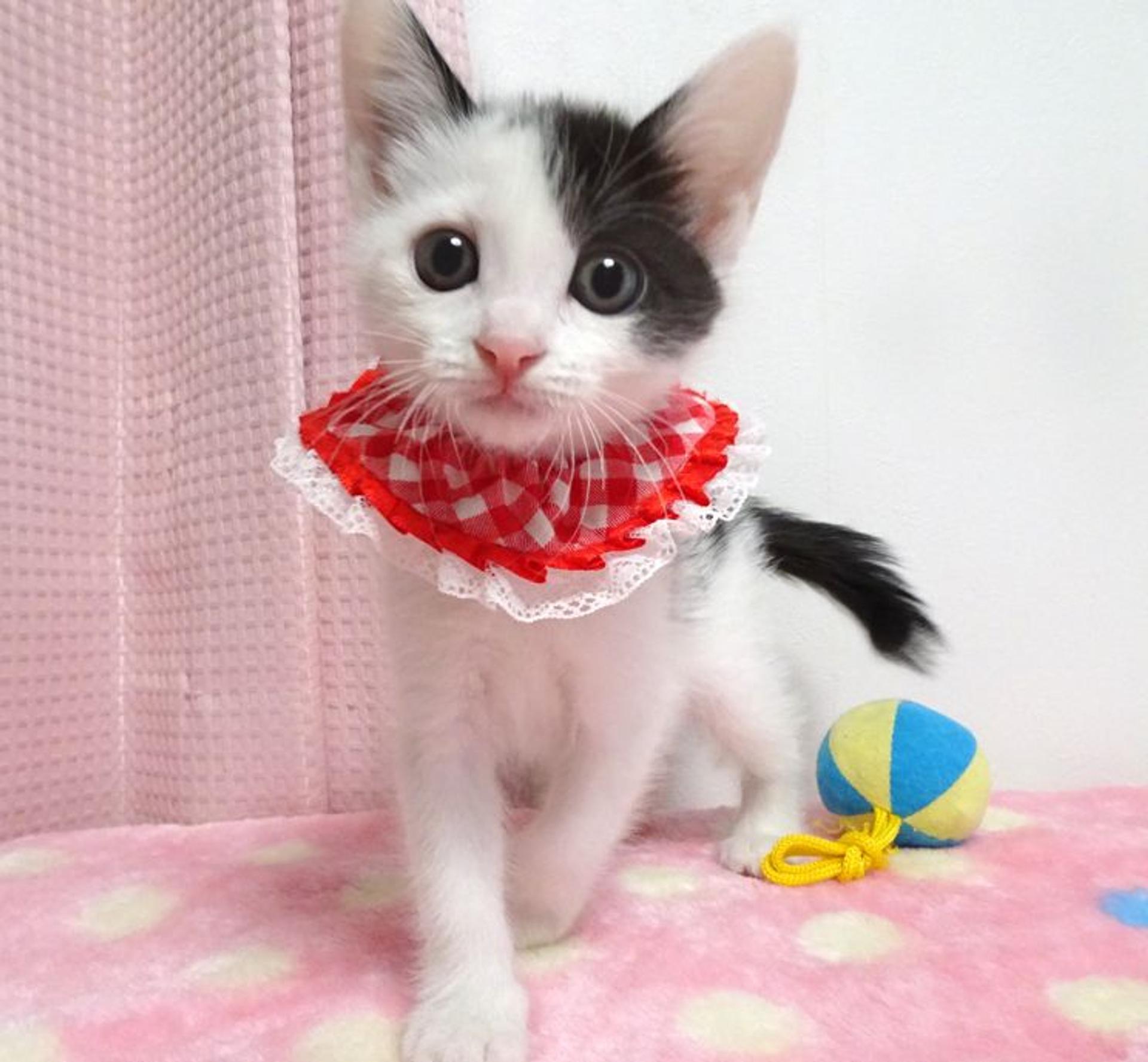pet-image-4
