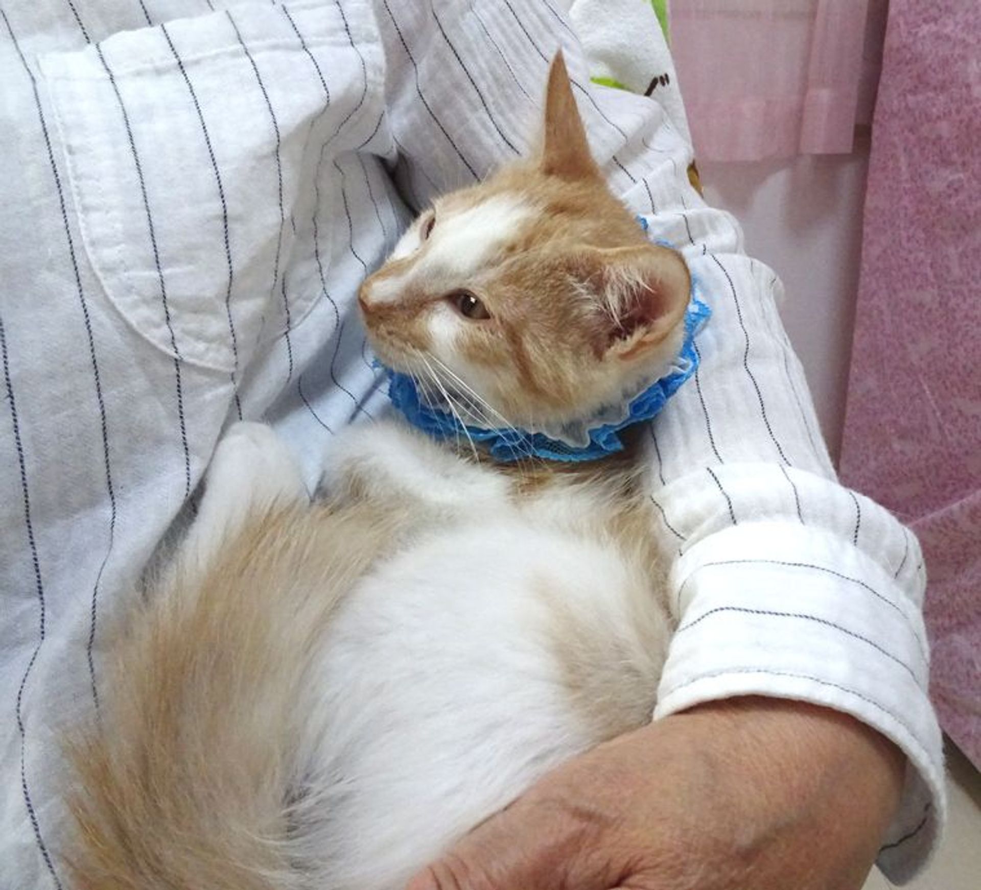 雑種（ミックス猫）・オスの里親募集の写真