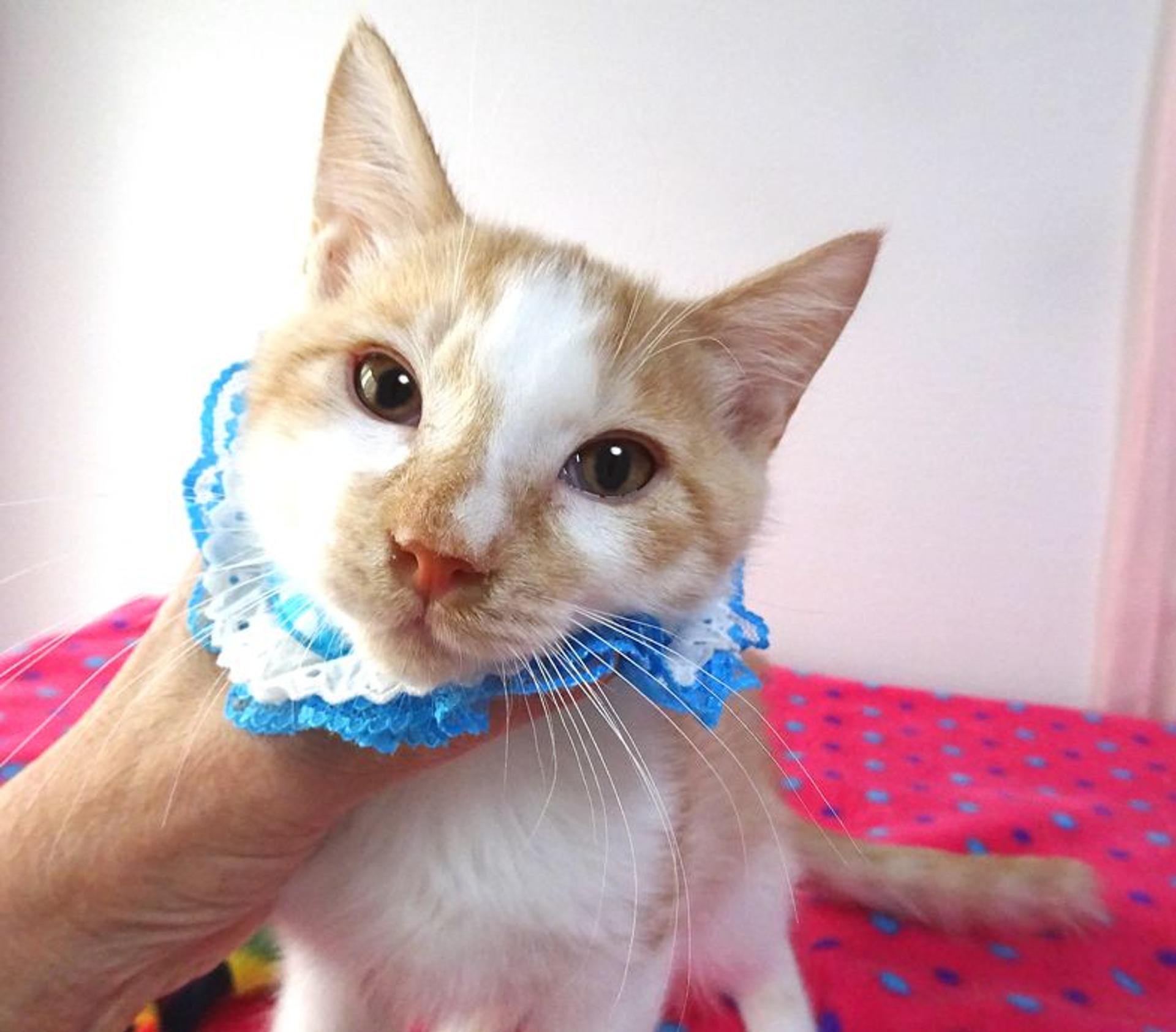 pet-image-2